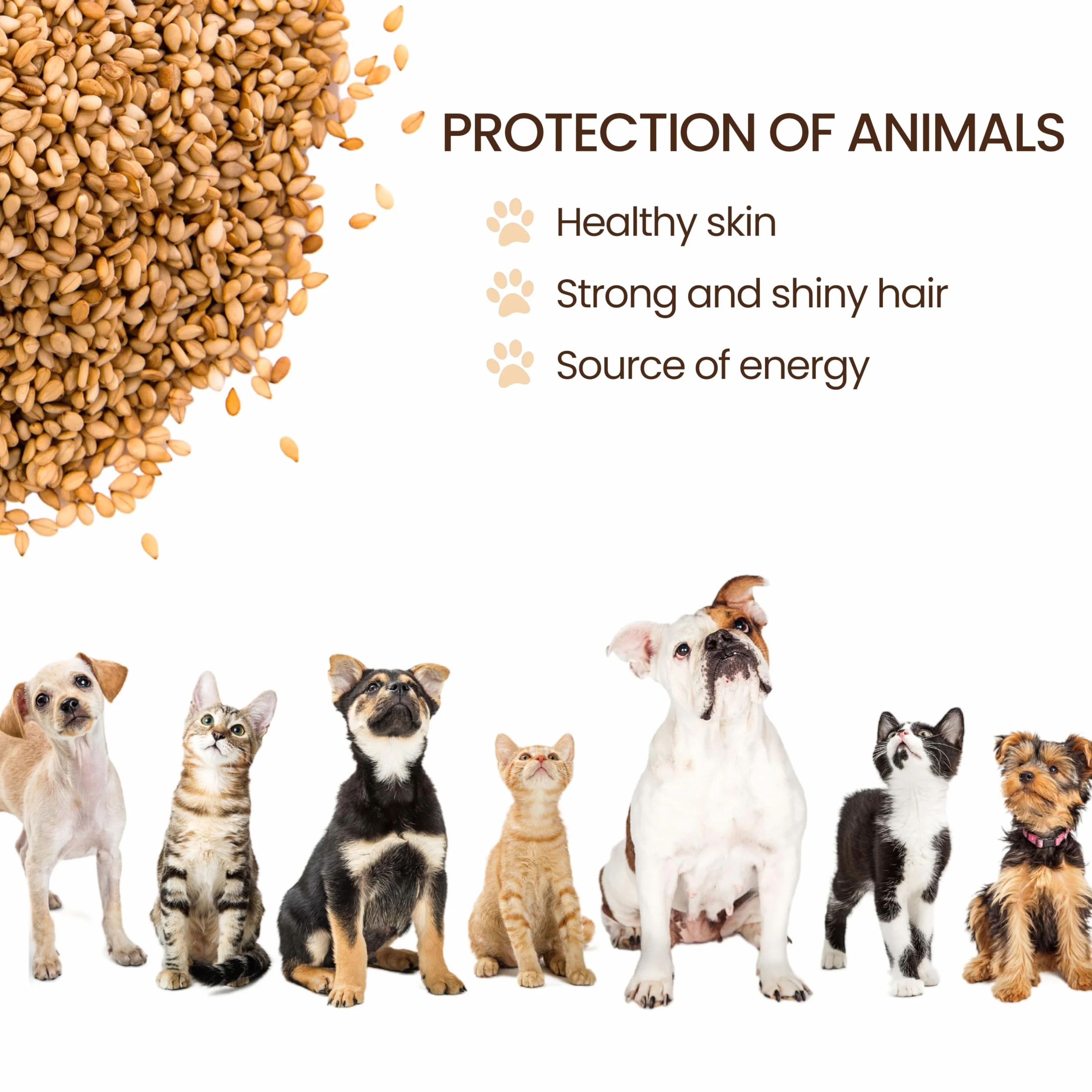 Aceite de Linaza, Energizante Natural, Mejora Pelo y Piel Animal, Crecimiento Saludable, Rico en Omega 3, 5000 ml