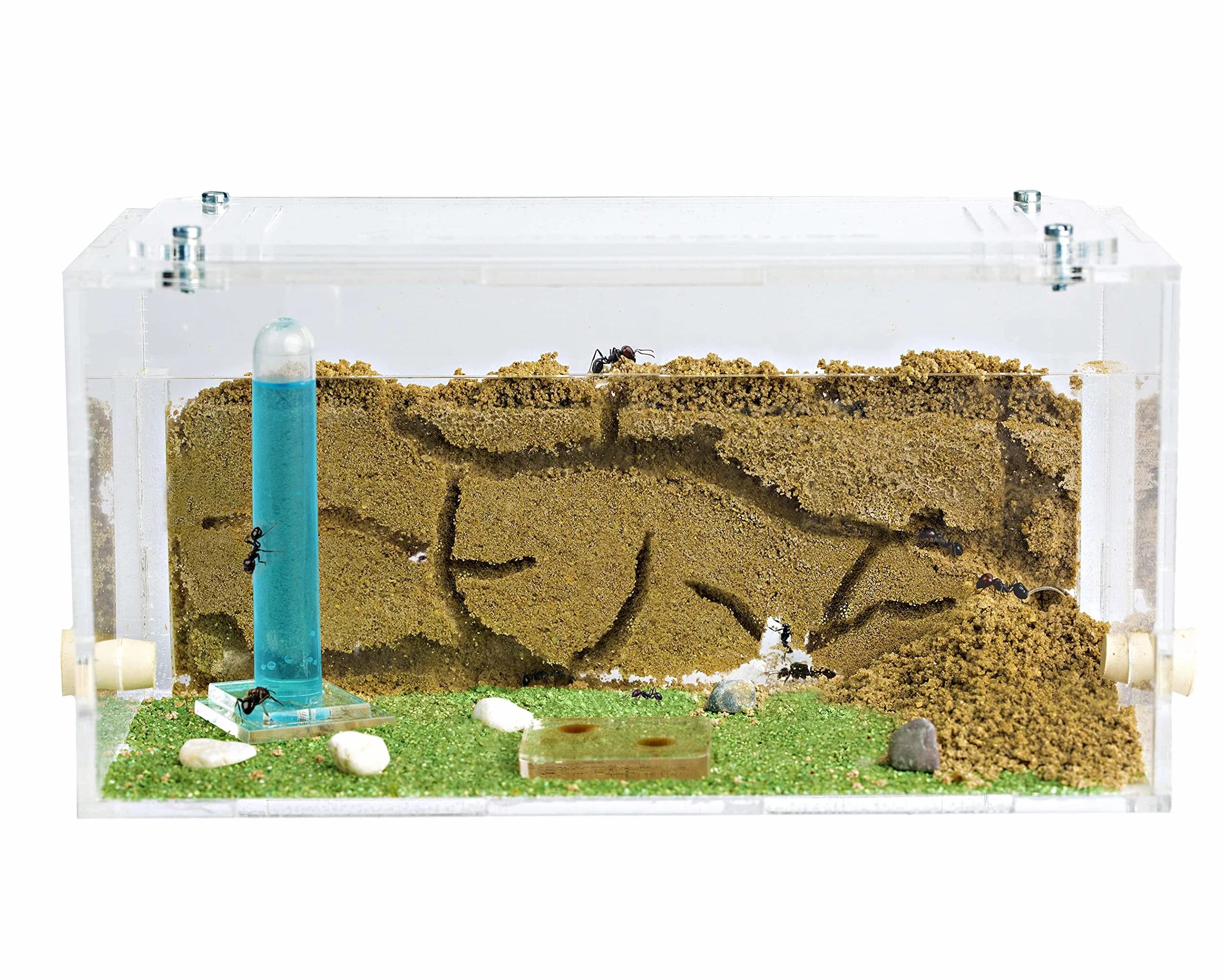Anthouse.es - Hormiguero Natural de Arena - Kit Inicio Acrílico 20x10x10 cm - Granja de Hormigas con Colonia de Hormigas, Arena, Piptea y Bebedero Incluido - Fácil Instalación