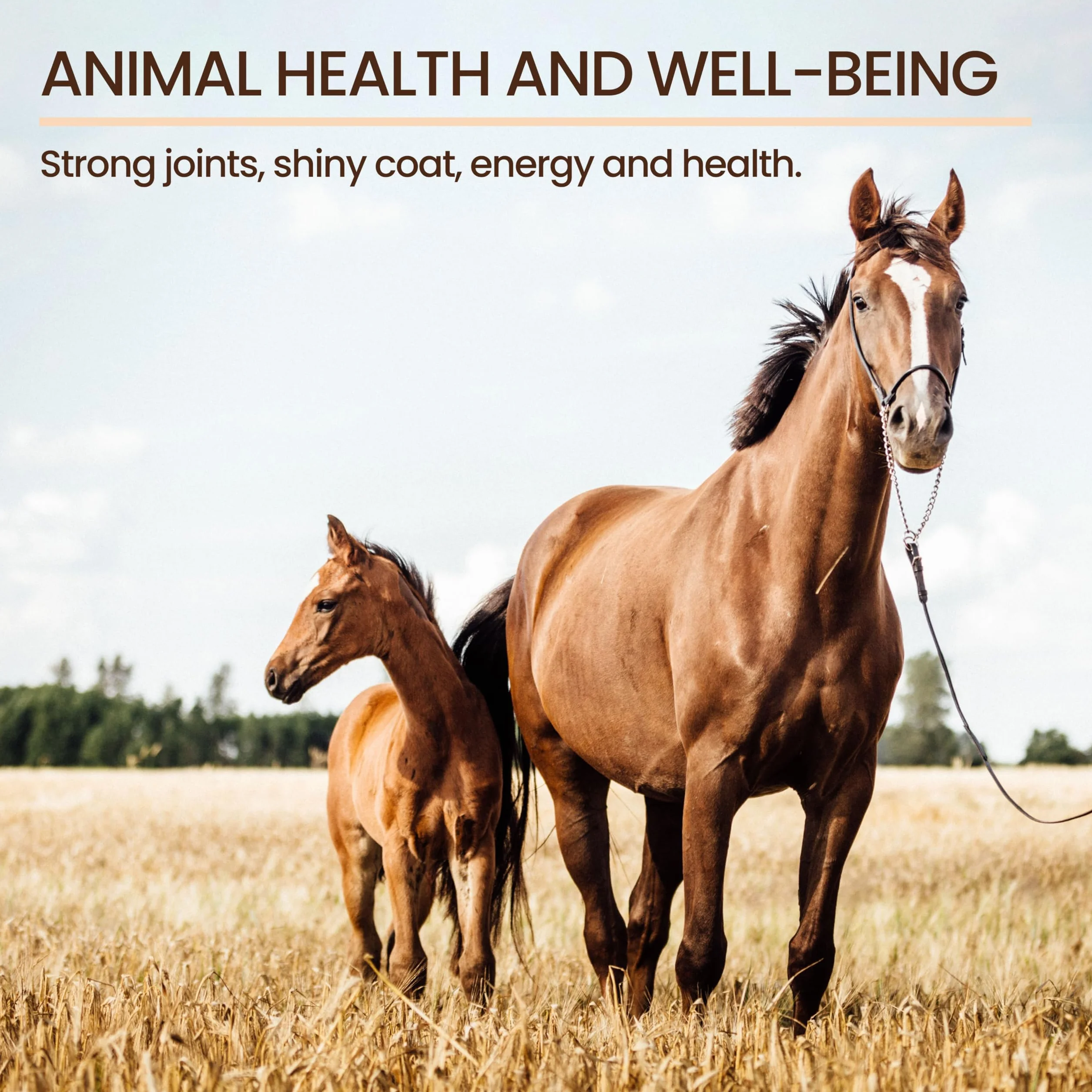 Aceite de Linaza, Energizante Natural, Mejora Pelo y Piel Animal, Crecimiento Saludable, Rico en Omega 3, 5000 ml
