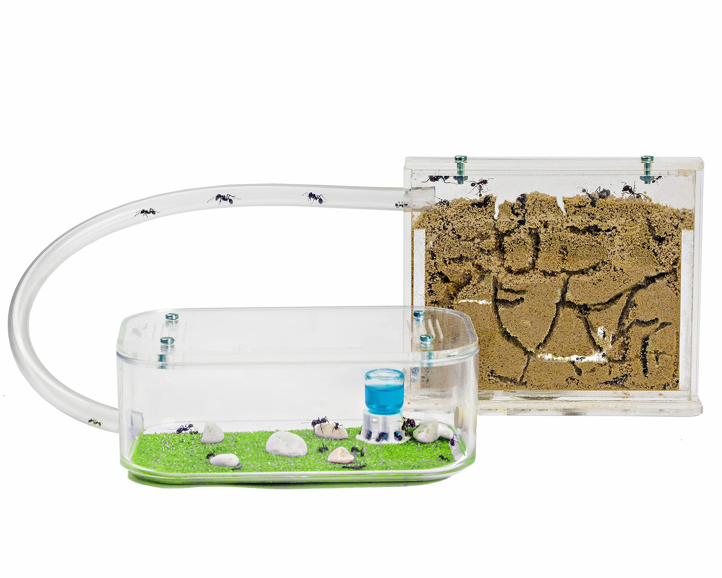 Anthouse.es - Hormiguero Natural de Arena - Kit Hormiguero Acrílico Básico (Sándwich + Caja de Forrajeo) - Granja de Hormigas con Colonia de Hormigas Incluida - 12x10x 1 cm y 18x10x5 cm