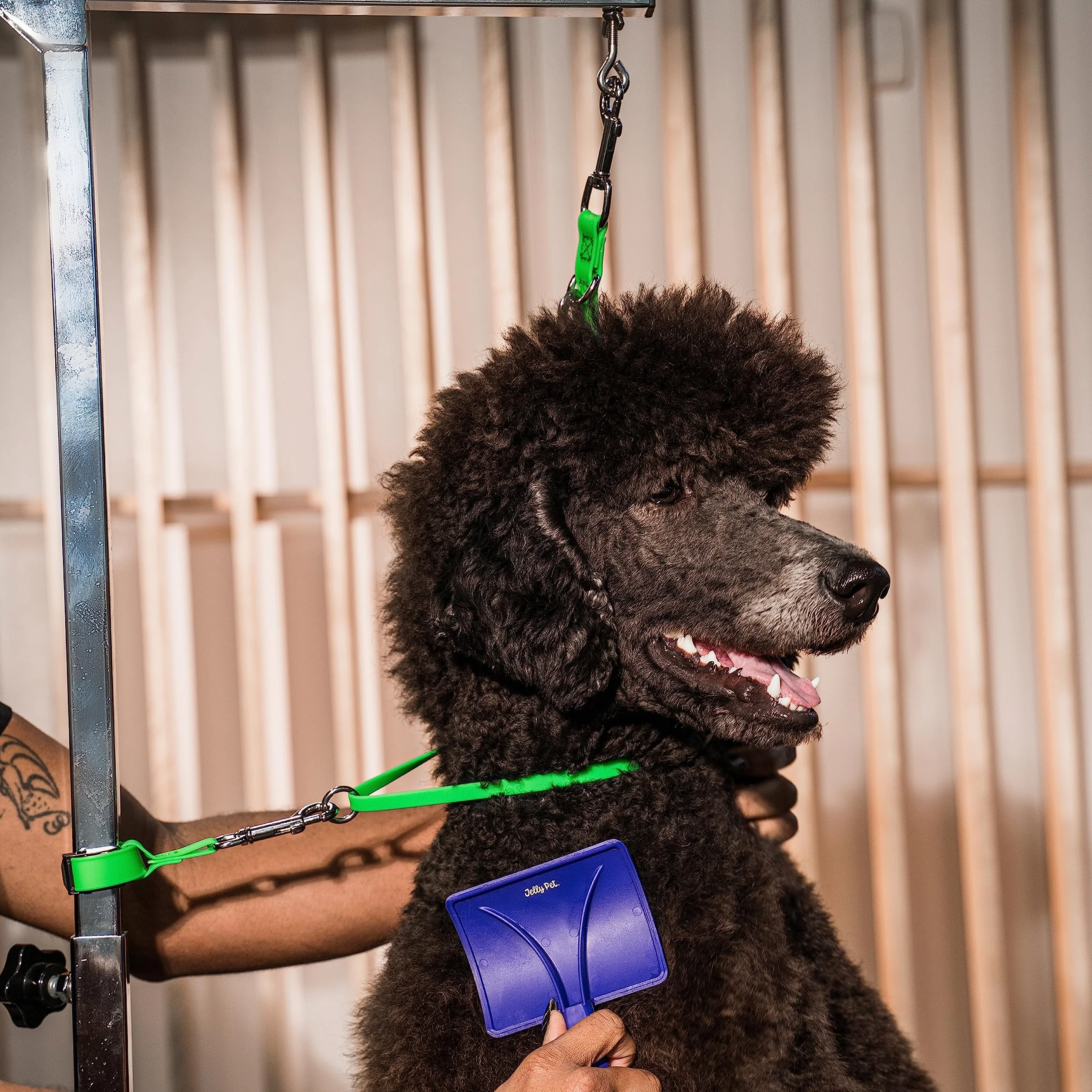 Jelly Pet Correa de seguridad para perros, fabricada en los Estados Unidos, para el aseo de mascotas (verde azulado)
