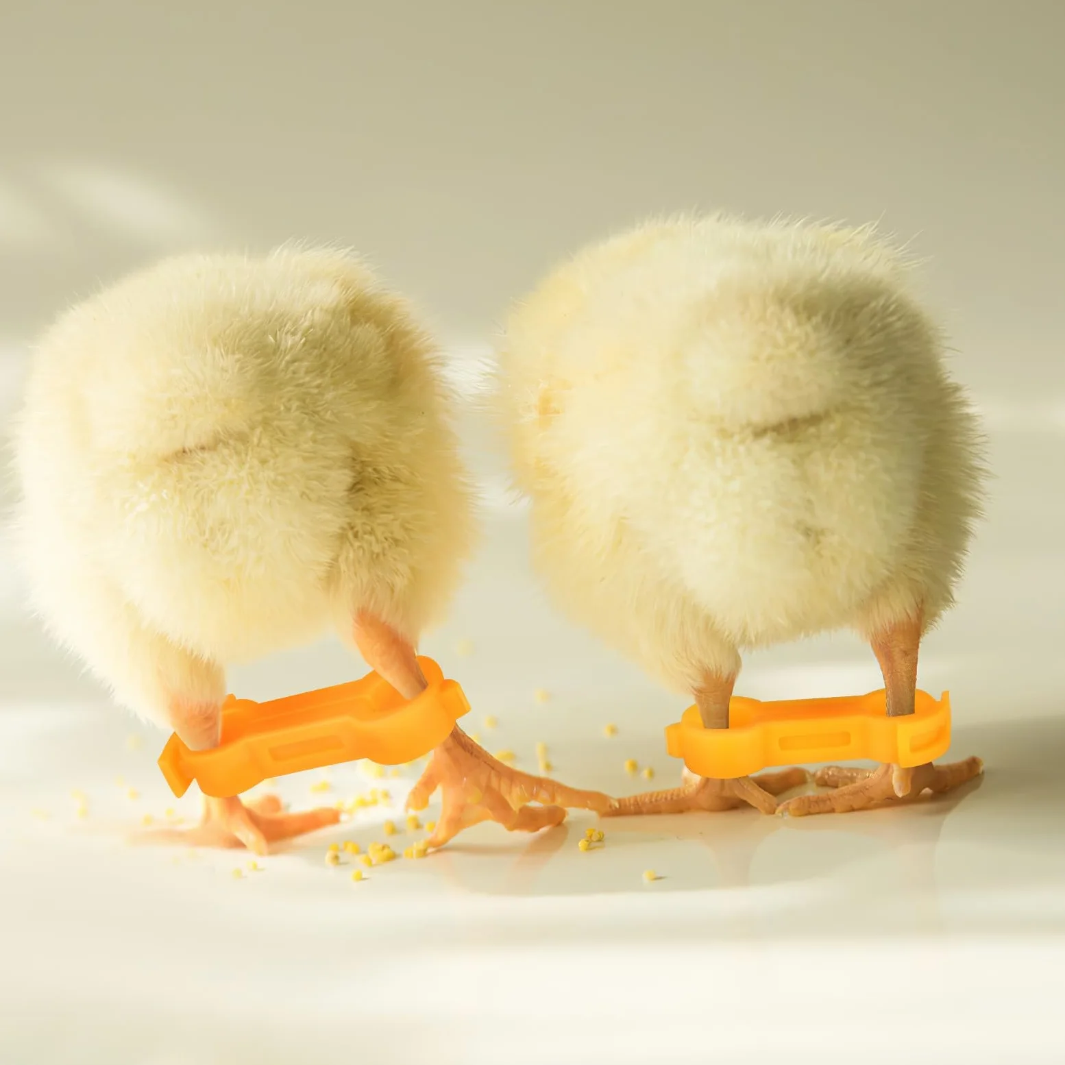 TEHAUX Bandas Correctoras para Patas de Pollitos y Aves, Anillos de PVC de Diferentes Tamaños, Sujeción Segura Crecimiento Saludable, Paquete de 12 Unidades Amarillas