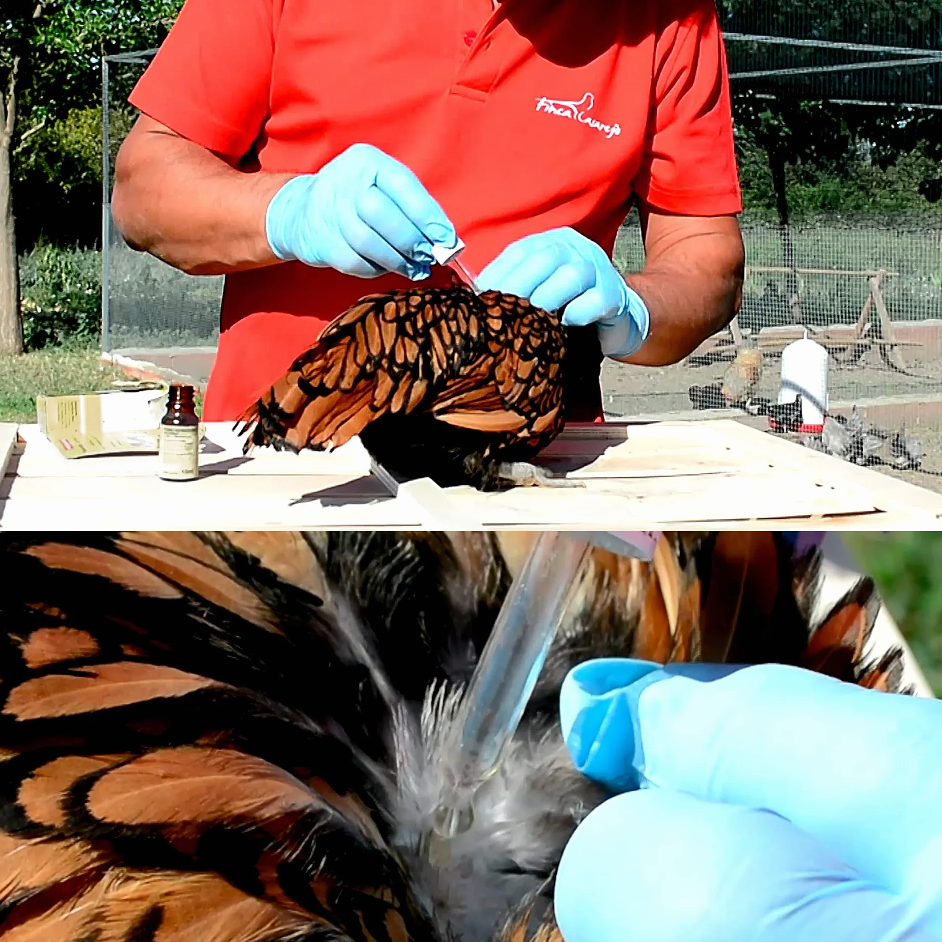 FINCA CASAREJO Nackentropfen - Repelente Natural contra el Piojo y Parásitos Externos de Gallinas y Otros Animales - Muy eficaz (Aves)