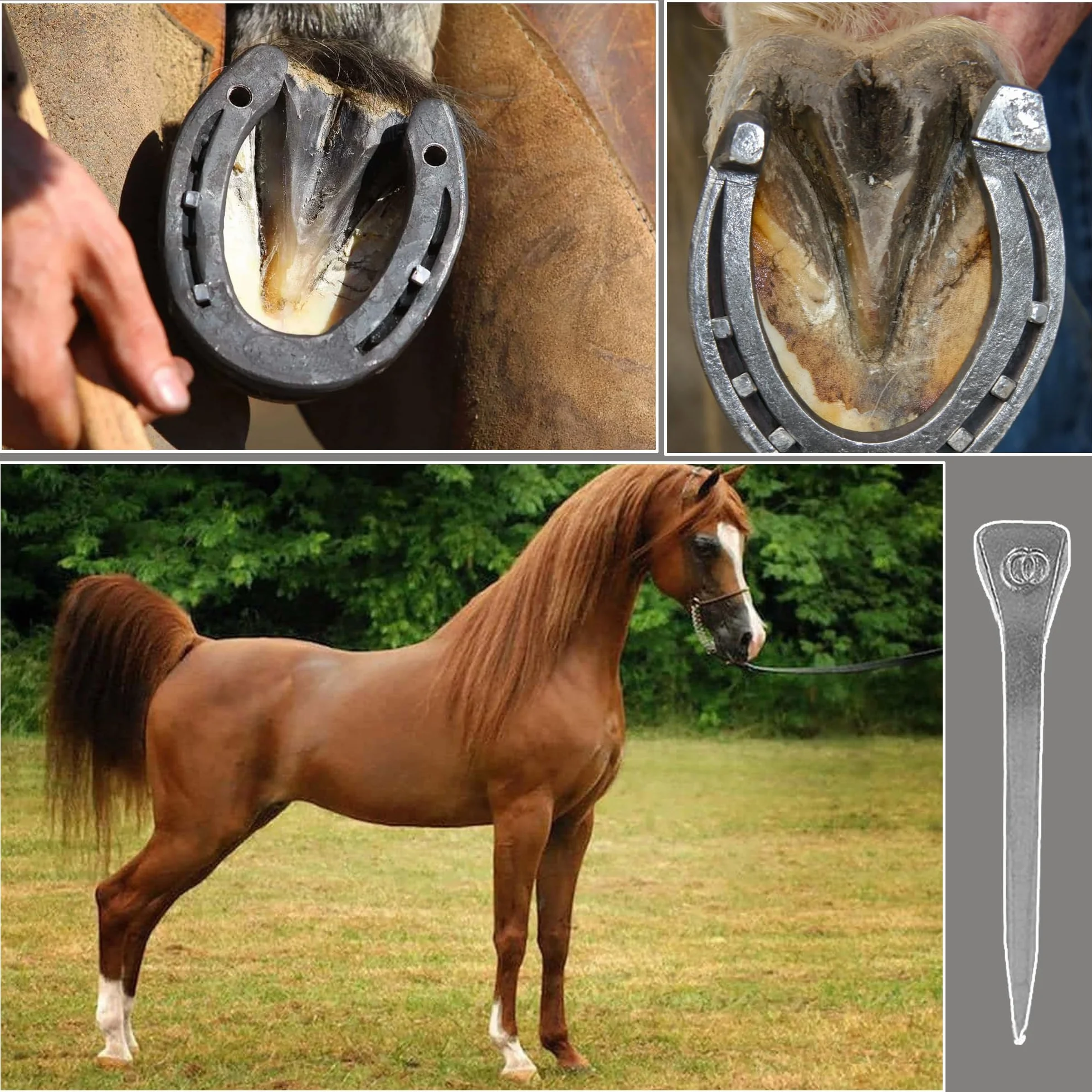 30 Piezas Clavo de Herradura, Clavos de Acero E6 para Carreras de Caballos, Herraduras de Caballo Accesorios