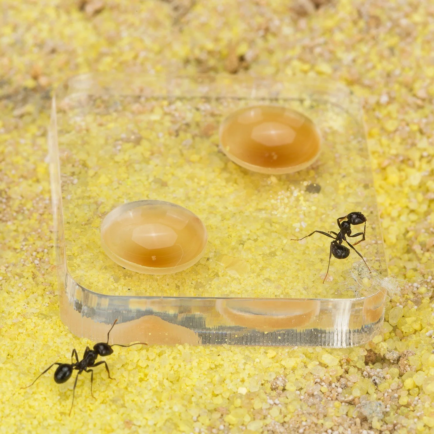 Anthouse.es - Hormiguero Natural de Arena - Kit Mini Hormiguero Acrílico (Sándwich + Caja de Forrajeo) - Granja de Hormigas con Colonia de Hormigas Incluida - 15 x 12 x 1 cm y 20 x 20 x 10 cm