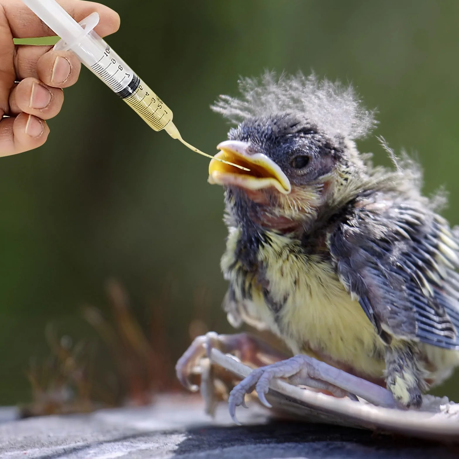 Jeringas de 10ml con 10 unidades de tubo, Set de alimentador para aves jóvenes, Jeringa con tubo, Accesorios para palomas, Disposición de pájaros bebé loros, Herramienta de alimentación manual, Para