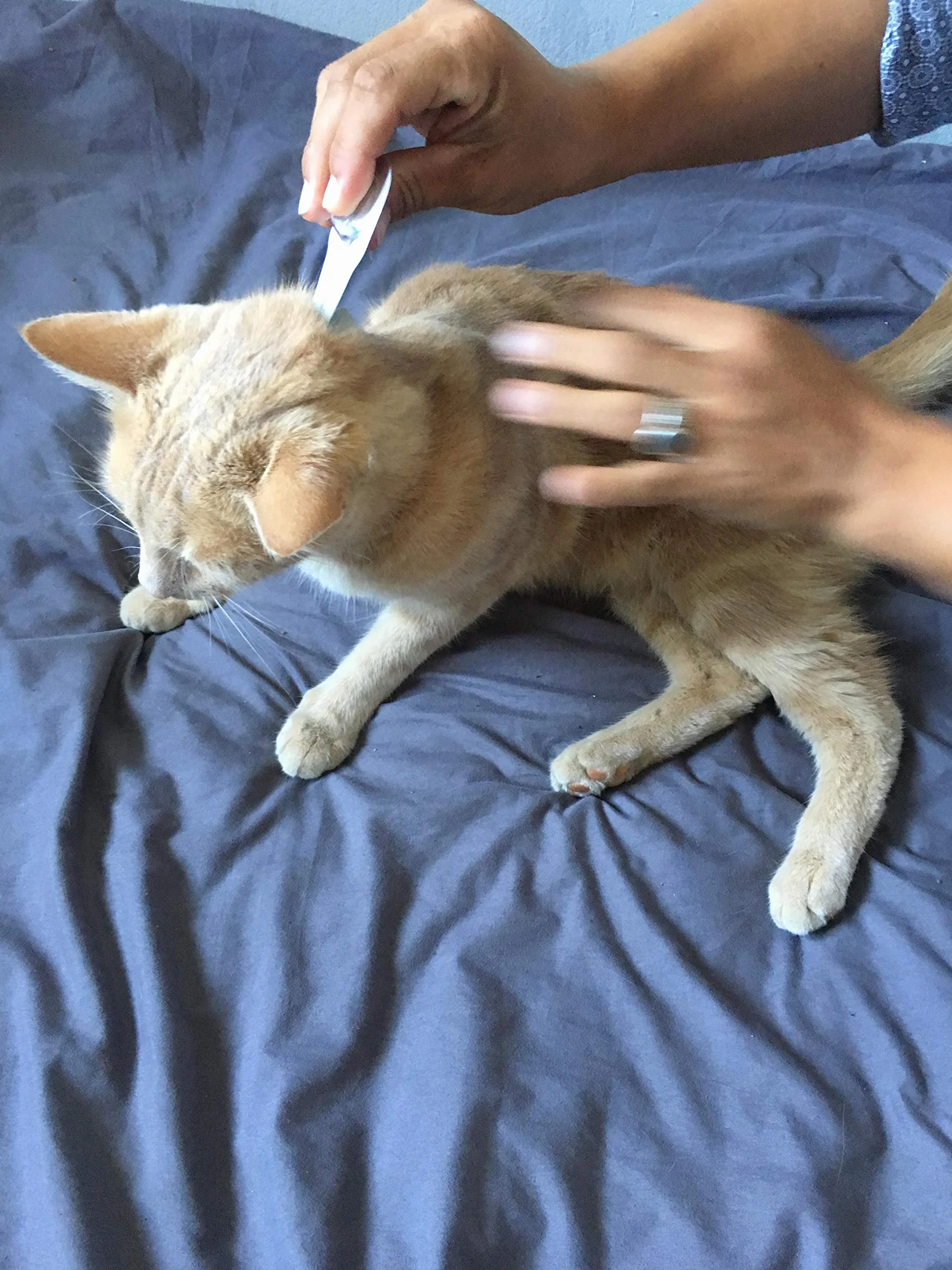 Vetocanis - Pipeta antipulgas antigarrapatas Gato - Tratamiento y protección contra plagas Gato 1-6 kg y hábitat - Caja de 2 pipetas
