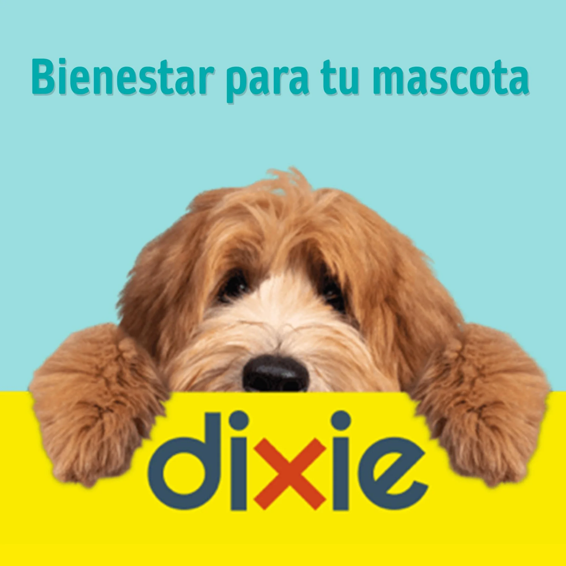 DIXIE – Collar Antipulgas para Gatos y Gatitos – Repele y Protege de Pulgas, Garrapatas y Mosquitos – Sin Insecticidas – 3 Meses de Protección Natural - 34,5 cm Ajustables para Cualquier Raza y Tamaño