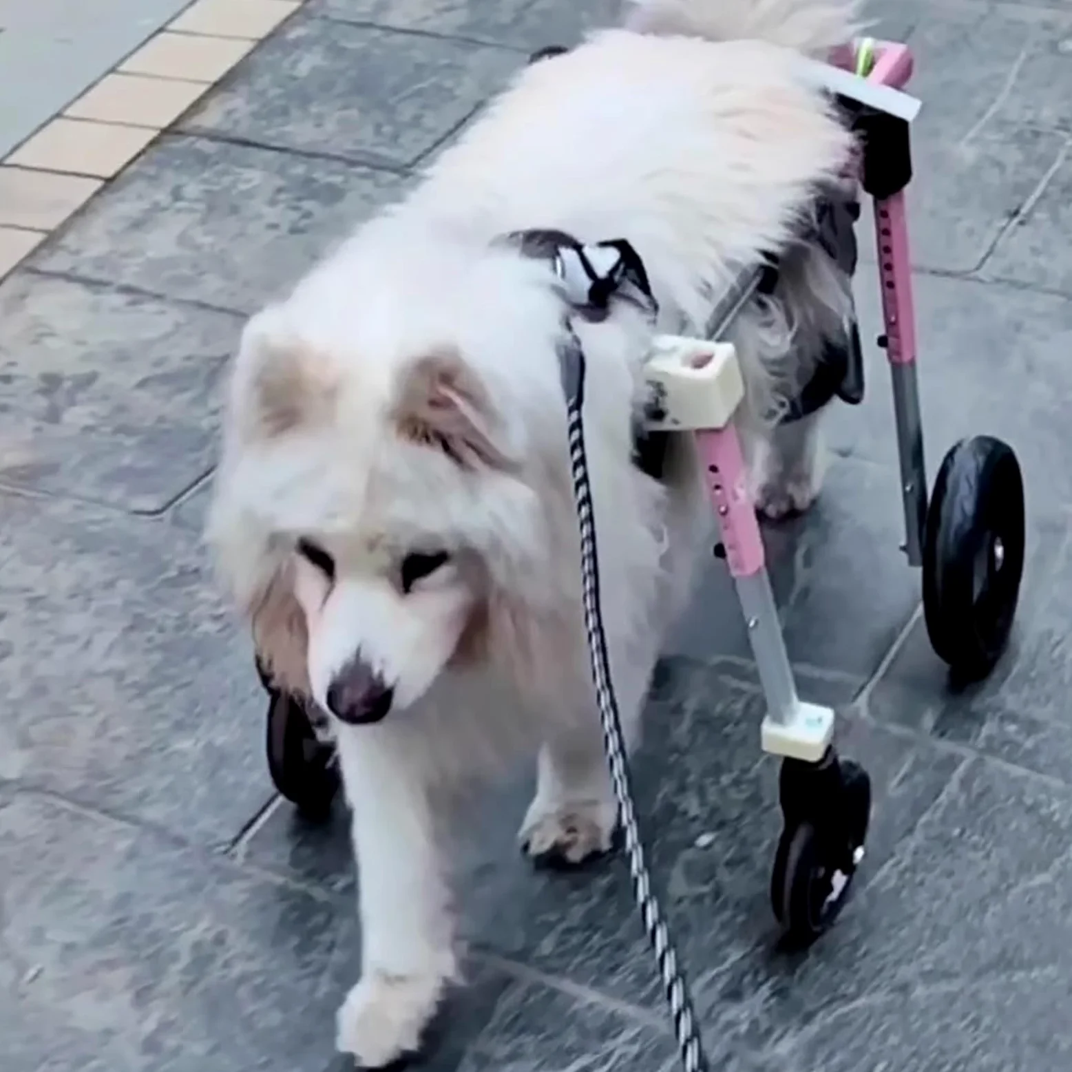 Silla de ruedas para perros de 4 ruedas, silla de ruedas ajustable de apoyo completo para perros discapacitados, se puede convertir en 2 ruedas, rodillera para patas traseras, adecuada para