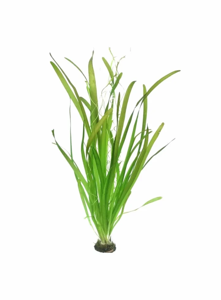 Vallisneria gigantea Gigante – Roślina do Akwarium