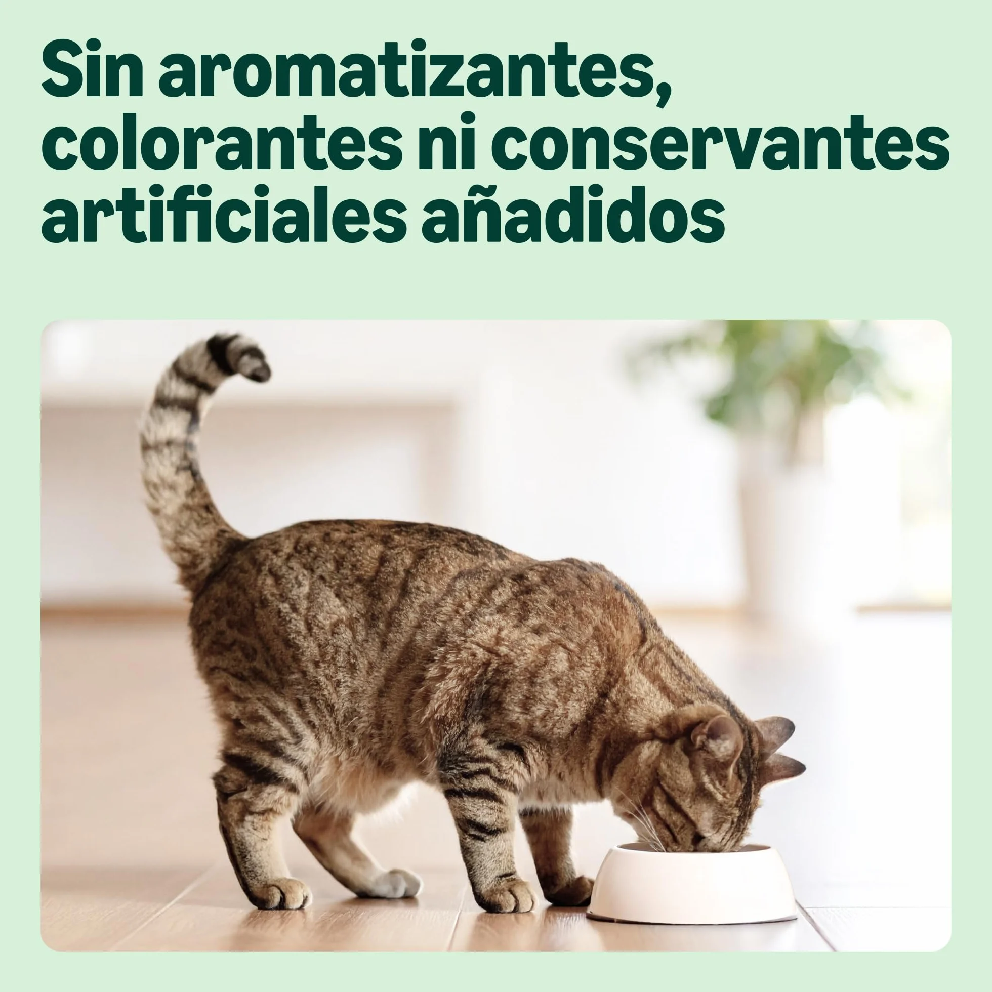 by Amazon - Alimento seco completo para gatos adultos con pollo, pavo y verduras, 1 Pack de 3 kg
