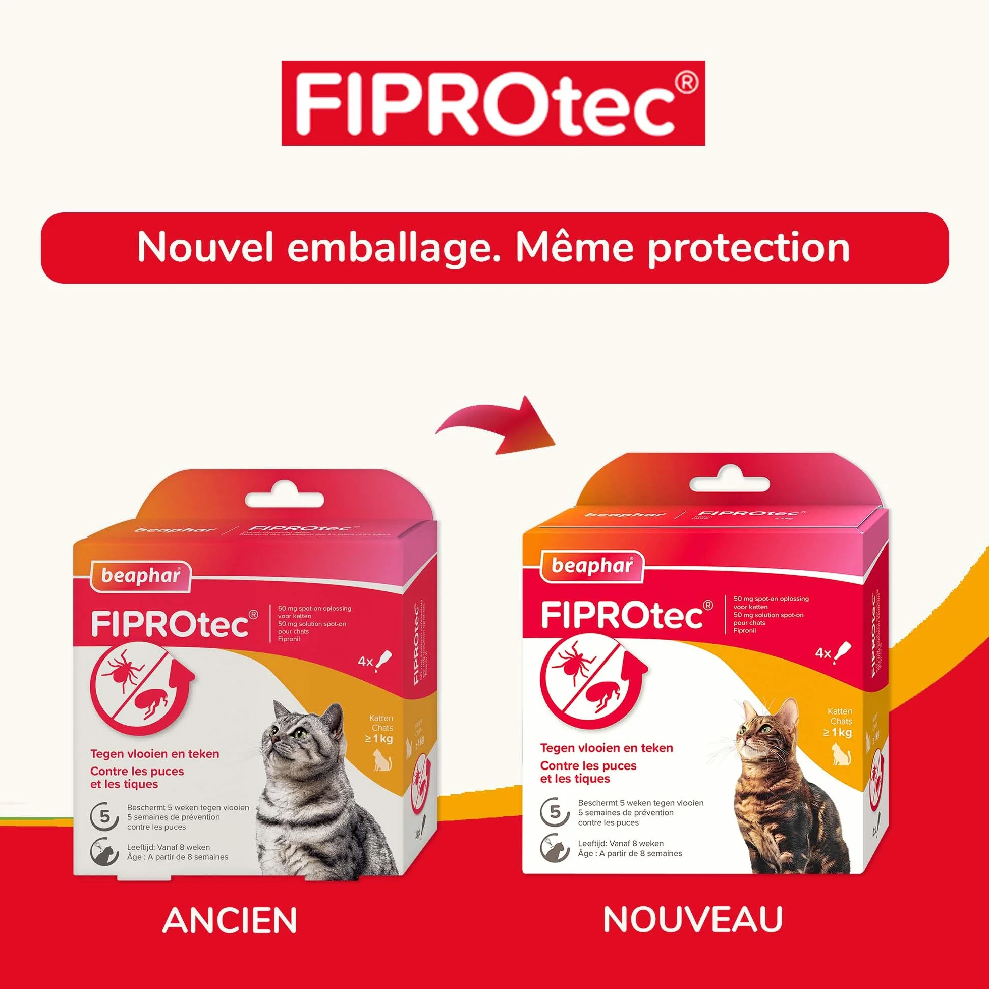 BEAPHAR FIPROTEC 50 MG Solution Spot-on pour Chats À Base de Fipronil Tue Les Puces et Les Tiques à l'application Traitement Antiparasitaire pour Chat dès 8 Semaines 4 Pipettes de 0,50 ML