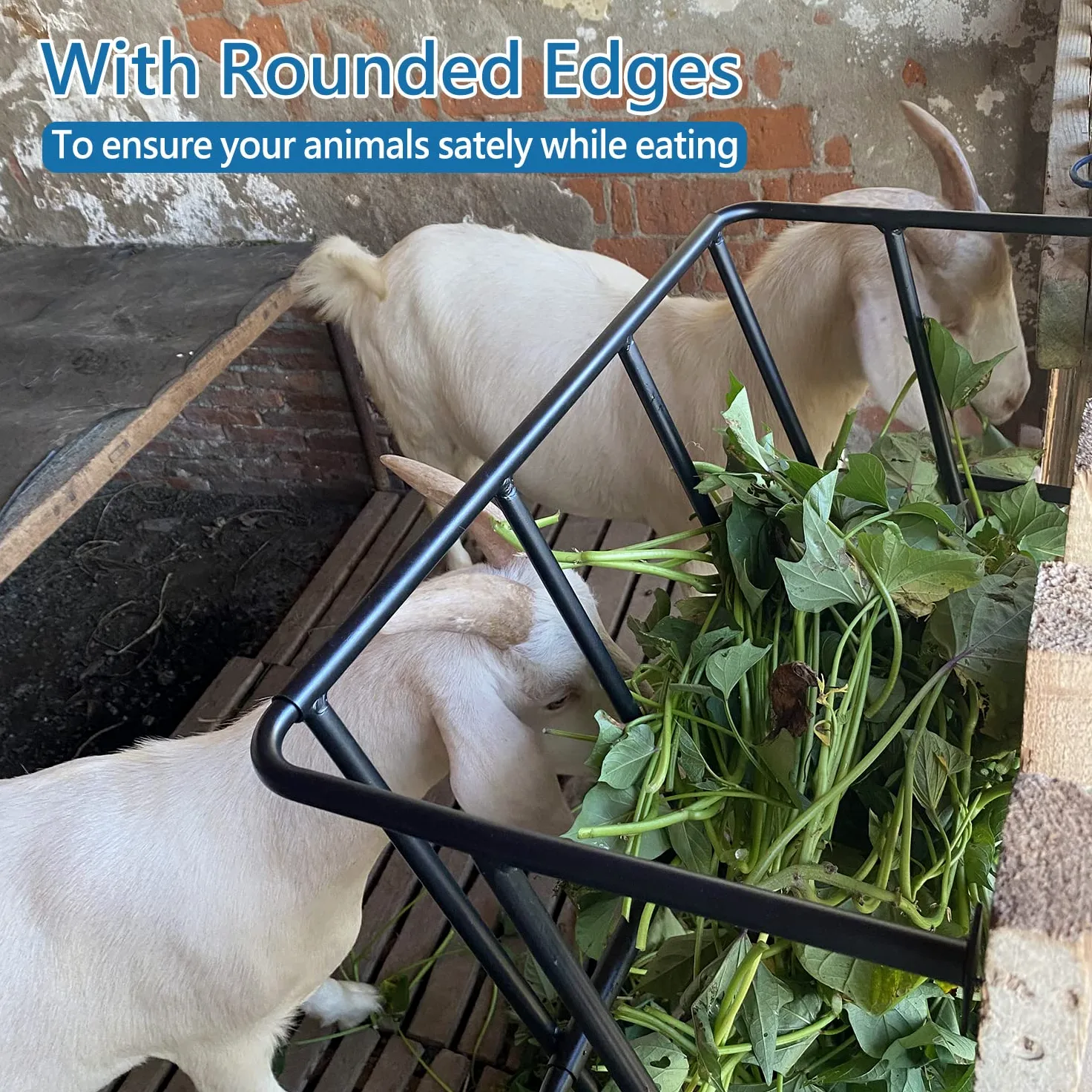 Horse Feeding Supply