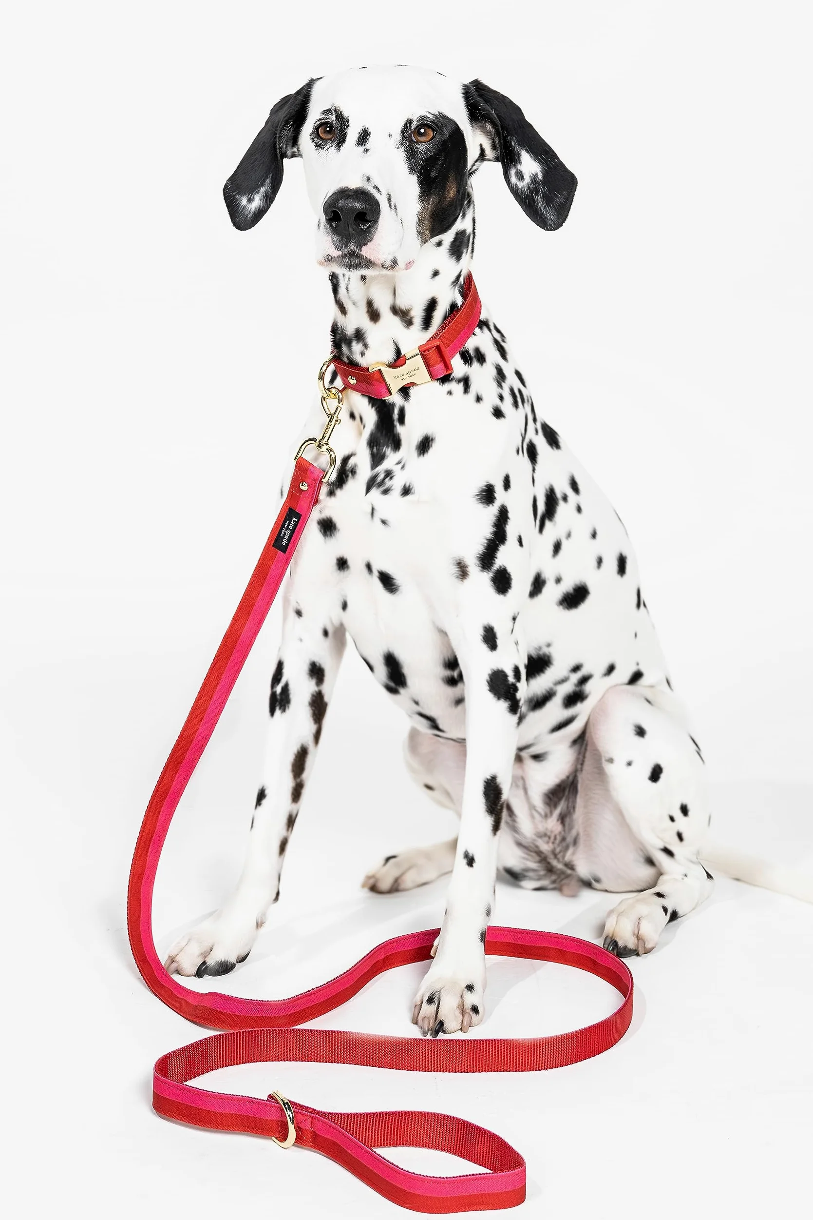 Kate Spade New York Correa de perro de 6 pies, correa resistente para perros hembras o machos, bonita correa para mascotas con herrajes de metal dorado, correa larga para perros para razas medianas y