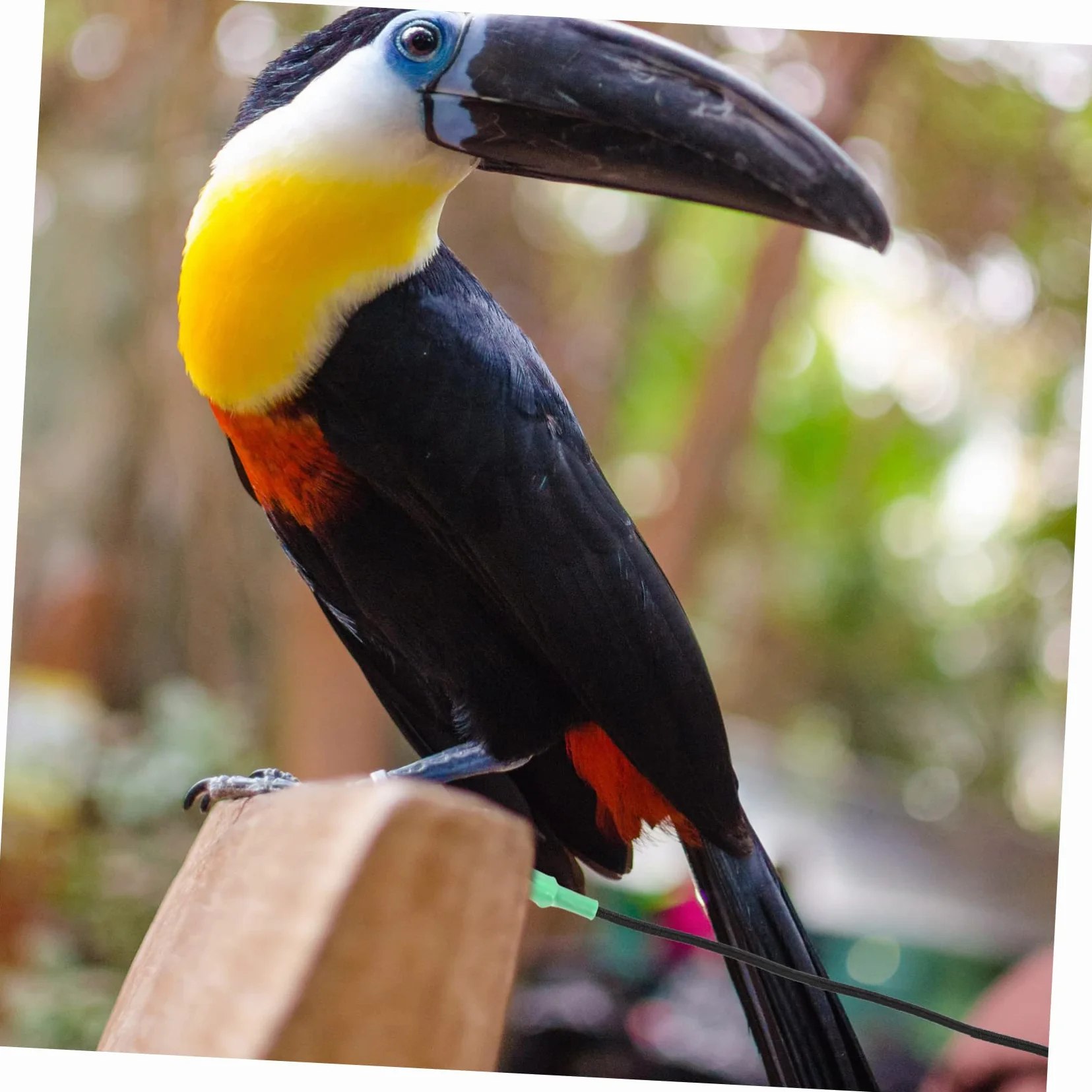 2 Correas para Pájaros Loros Cómodas Y Ligeras Ideales para Volar al Aire