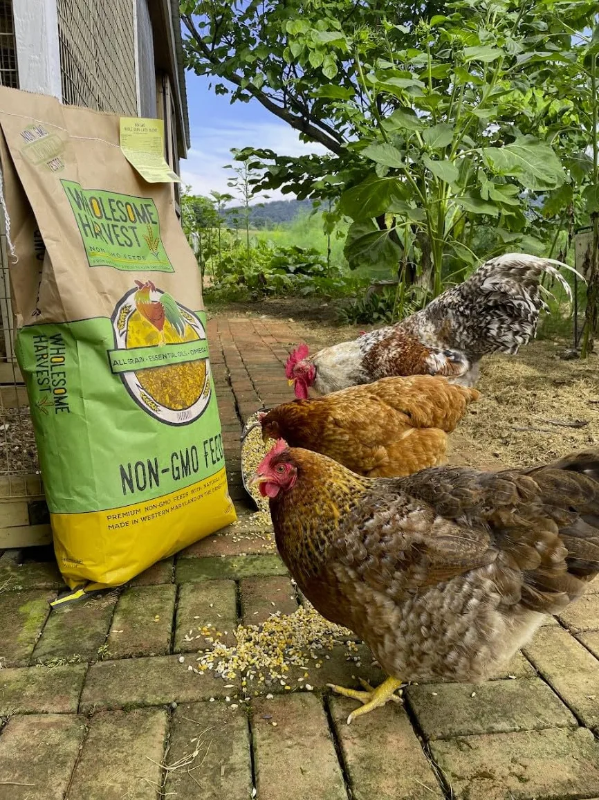Alimento Integral para Gallinas Ponedoras Y Patos, Sin Soja Ni Maíz, Sin OMG (16%) - Incluye Aceites Esenciales, Hierbas, Conchas De Ostras, Minerales Vitales Y Omega 3, 4.5 Kg