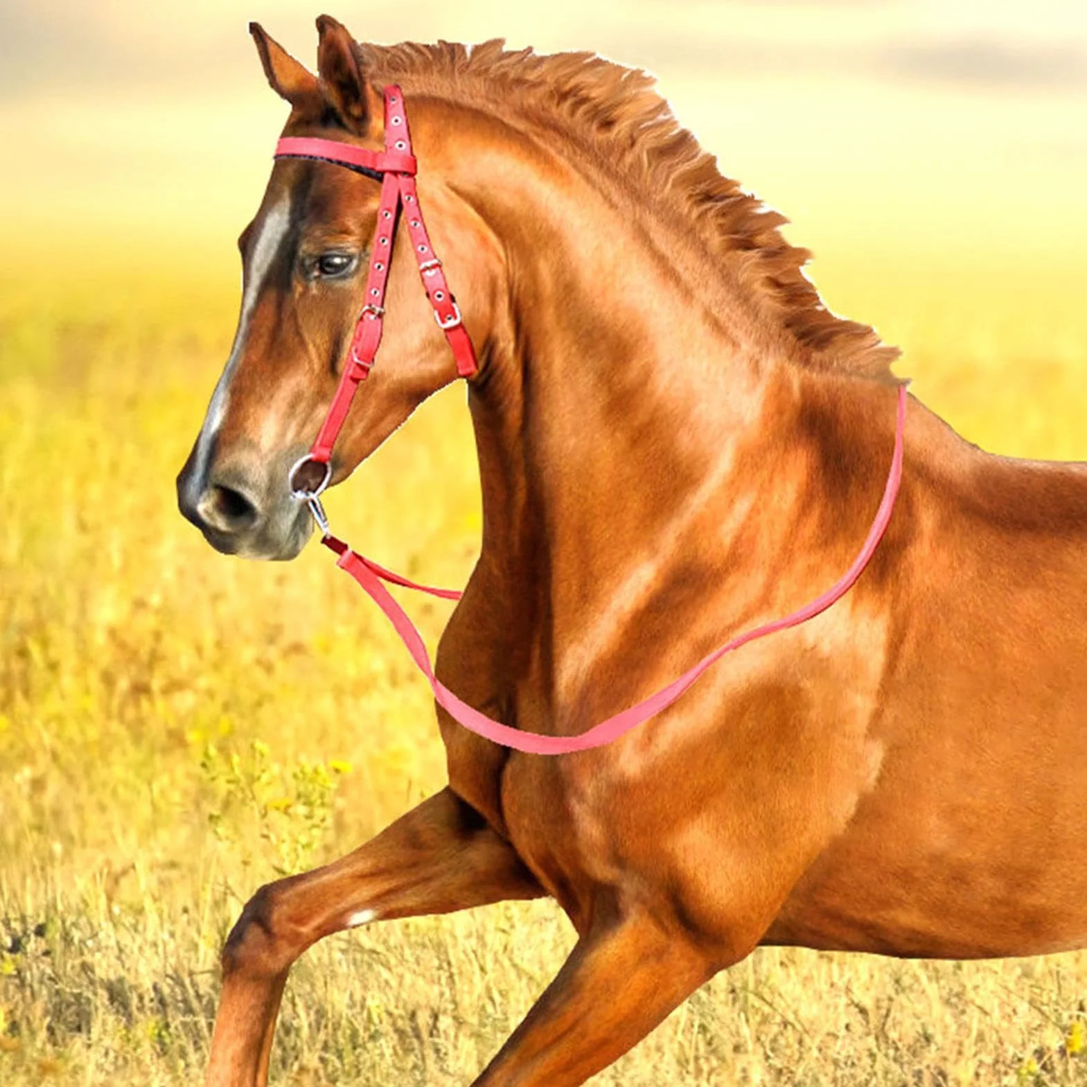 Rein para caballos, cabezal para caballos - Horse Bridle Tracked Rope Headstall ajustable - Cordera del rancho del arnés, brida de rein animal de seguridad para conducción estable, suministros equinos