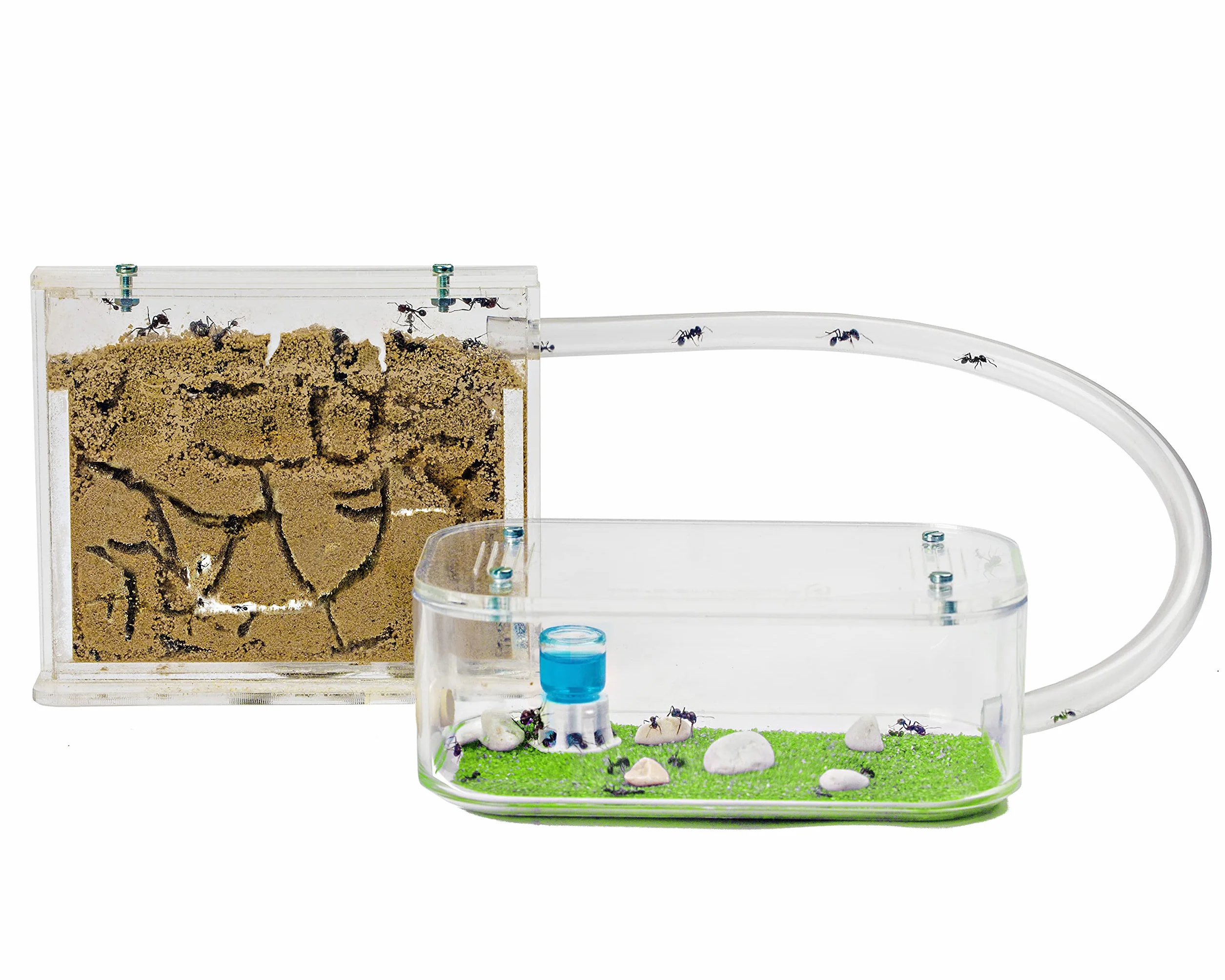 Anthouse.es - Hormiguero Natural de Arena - Kit Hormiguero Acrílico Básico (Sándwich + Caja de Forrajeo) - Granja de Hormigas con Colonia de Hormigas Incluida - 12x10x 1 cm y 18x10x5 cm