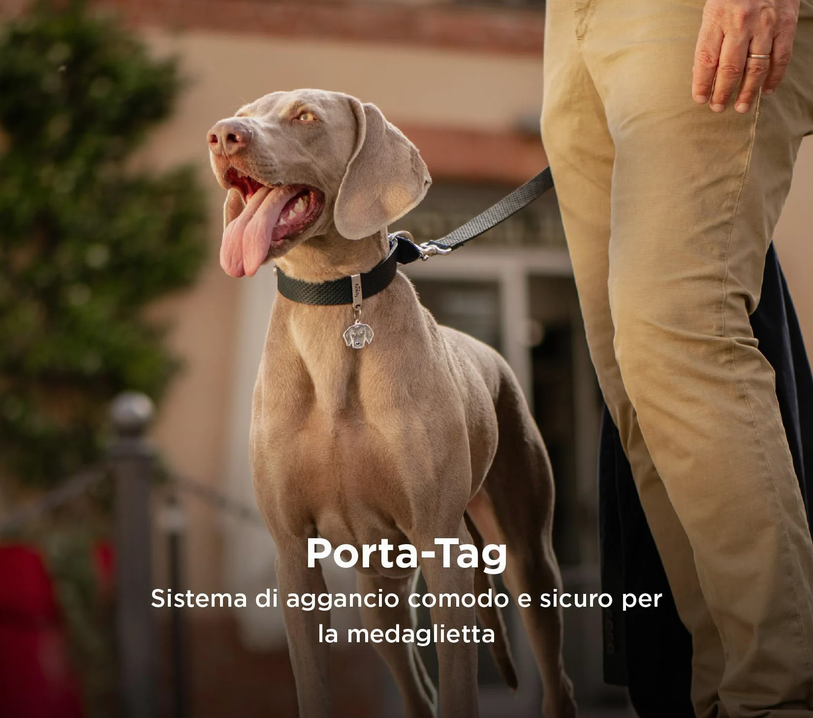 MyFamily Collar De Perro Ajustable De Cuero Genuino Italiano Made In Italy, Acabado Metálico Plata Antigua, Cómodo Y Resistente, Hecho A Mano, Colección Tucson