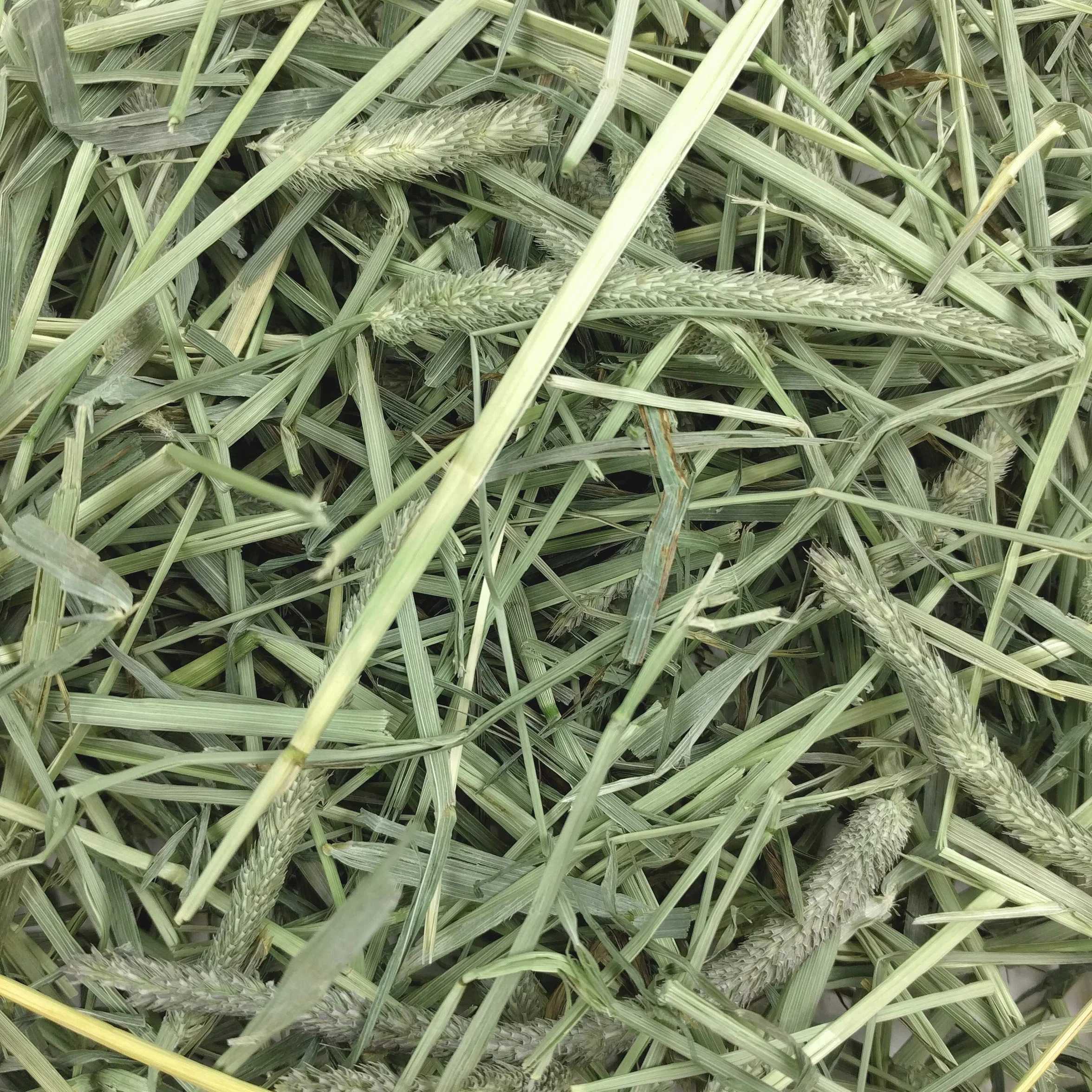 Petlife Oxbow Western Timothy Hay for Small Pet, 1.1 Kg