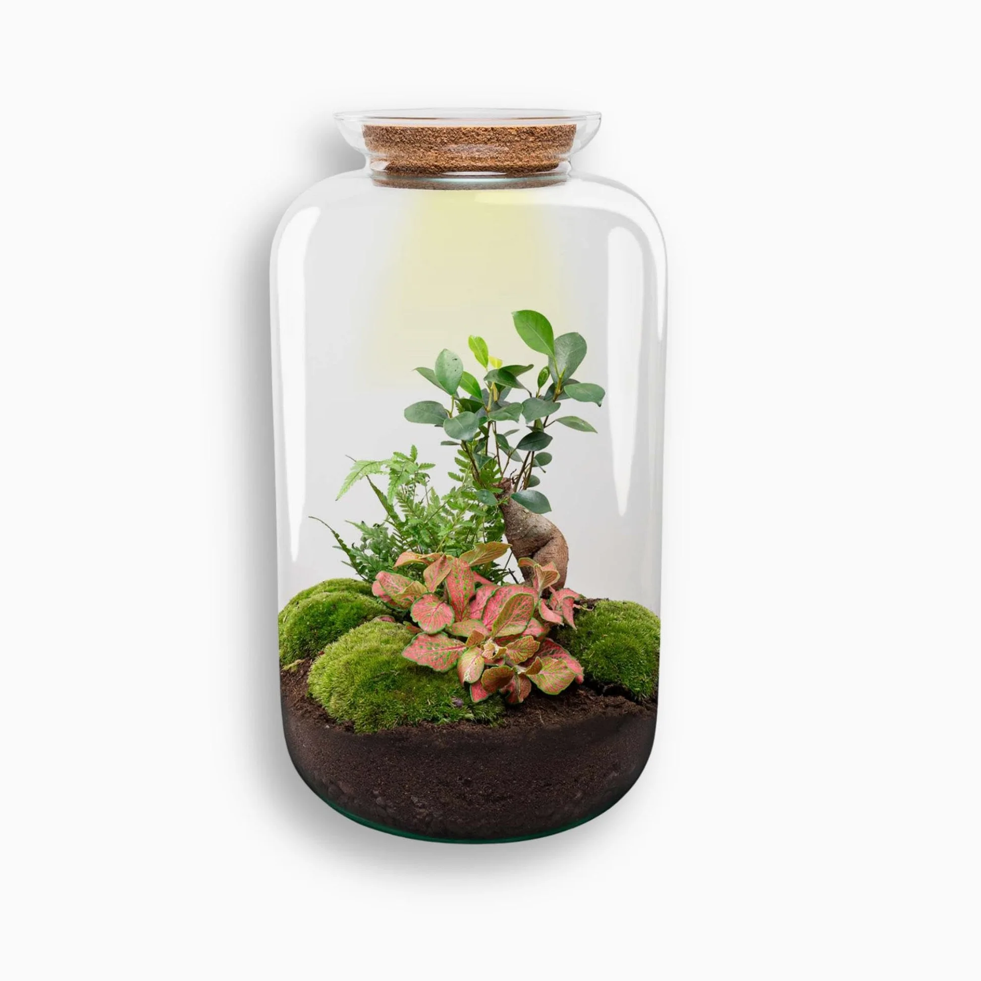 Terrario DIY de Cristal con Luz, Decoración de Hogar, Verde, 43 cm