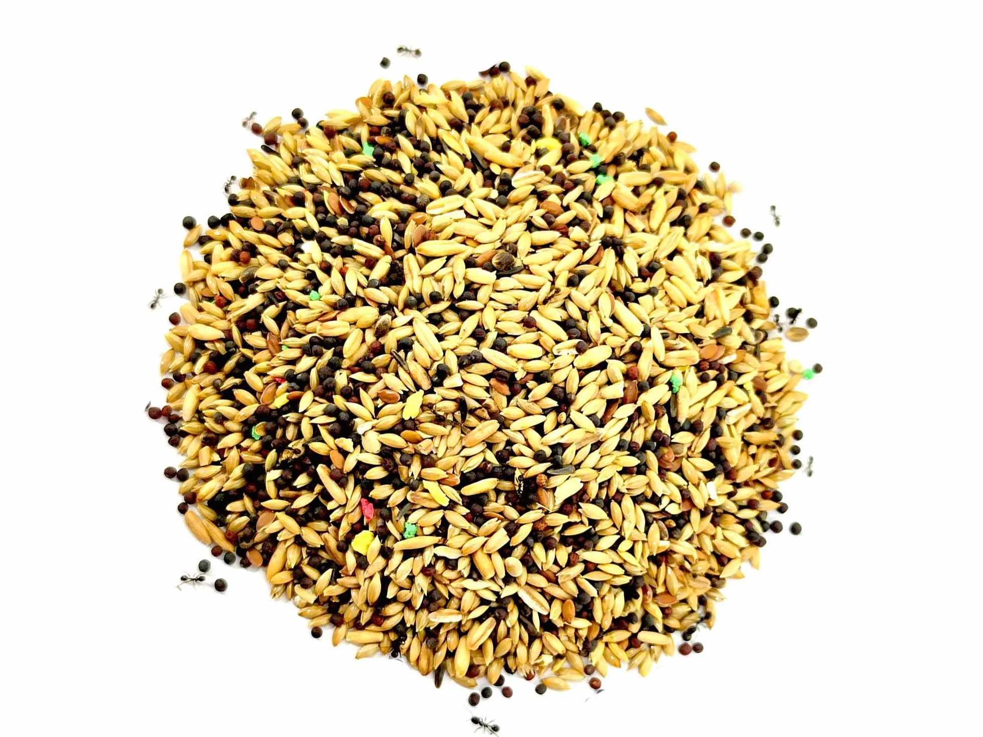 Kit Reemplazo -【Hormigueros de Arena】 -1kg - Néctar 50ml- Colonia de Hormigas Gratis, Piedras Decorativas - Semillas - Kit Alimentación Completa Incluida