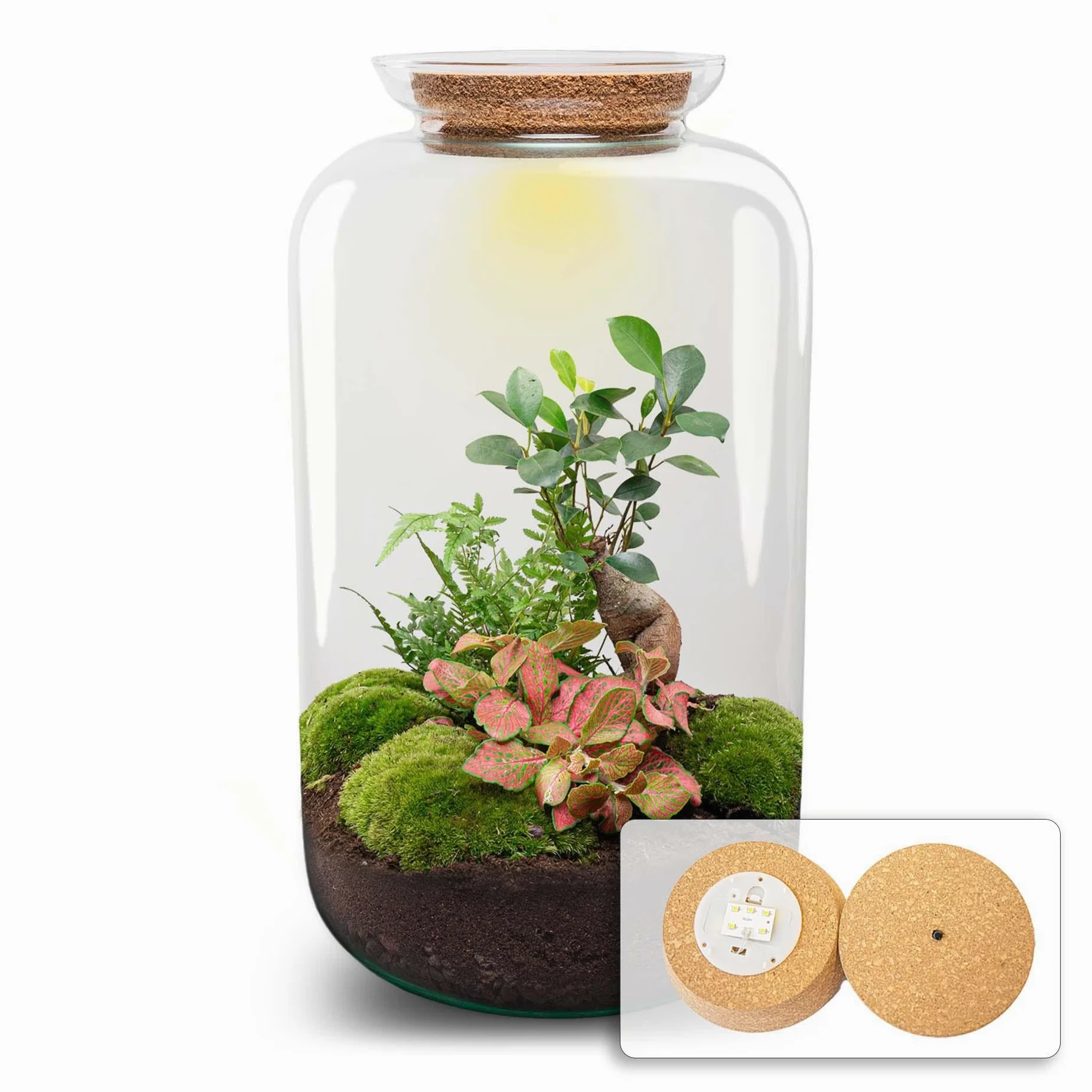Terrario DIY de Cristal con Luz, Decoración de Hogar, Verde, 43 cm