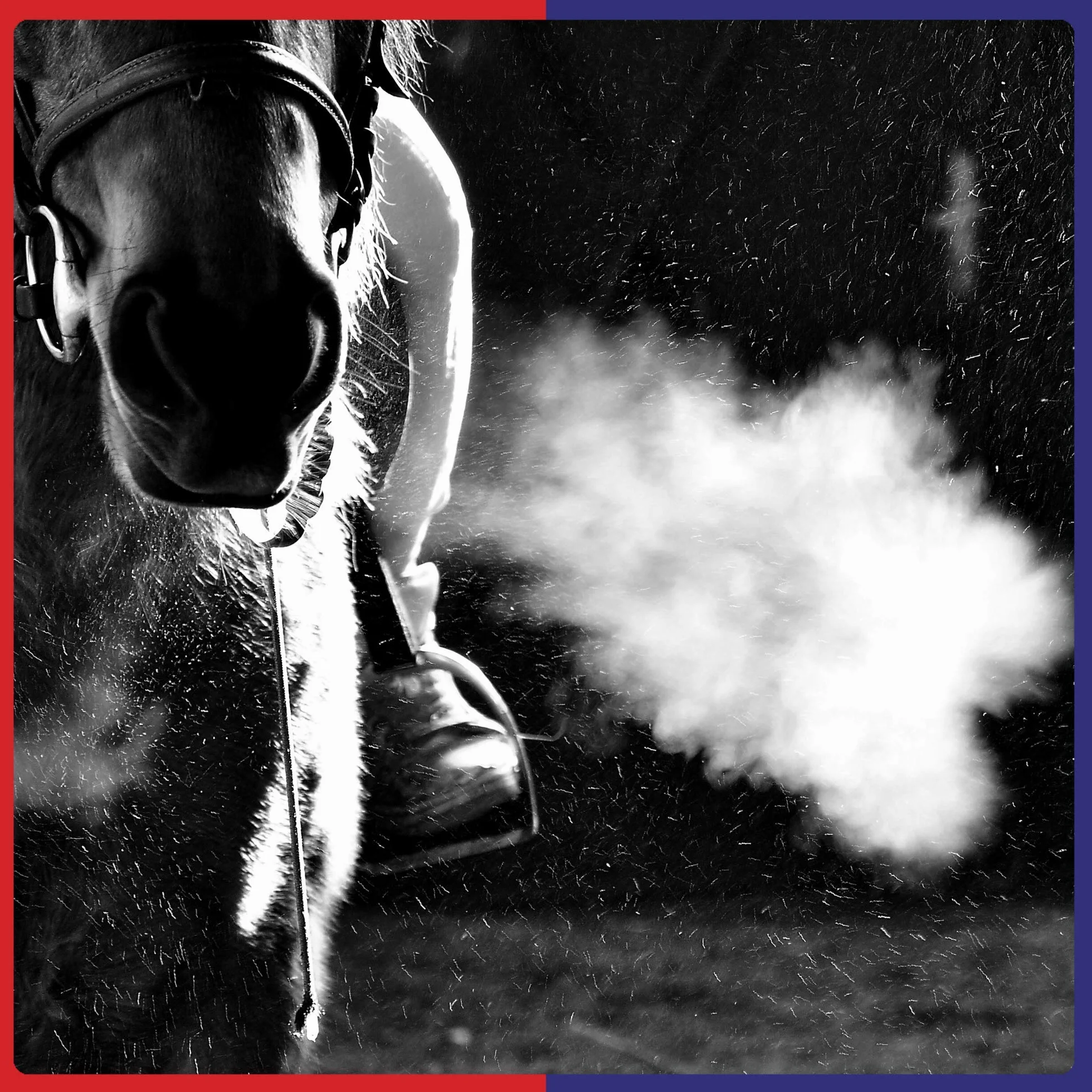 Equine America Pienso en Polvo para Caballos Airways Xtra Strength 500 g