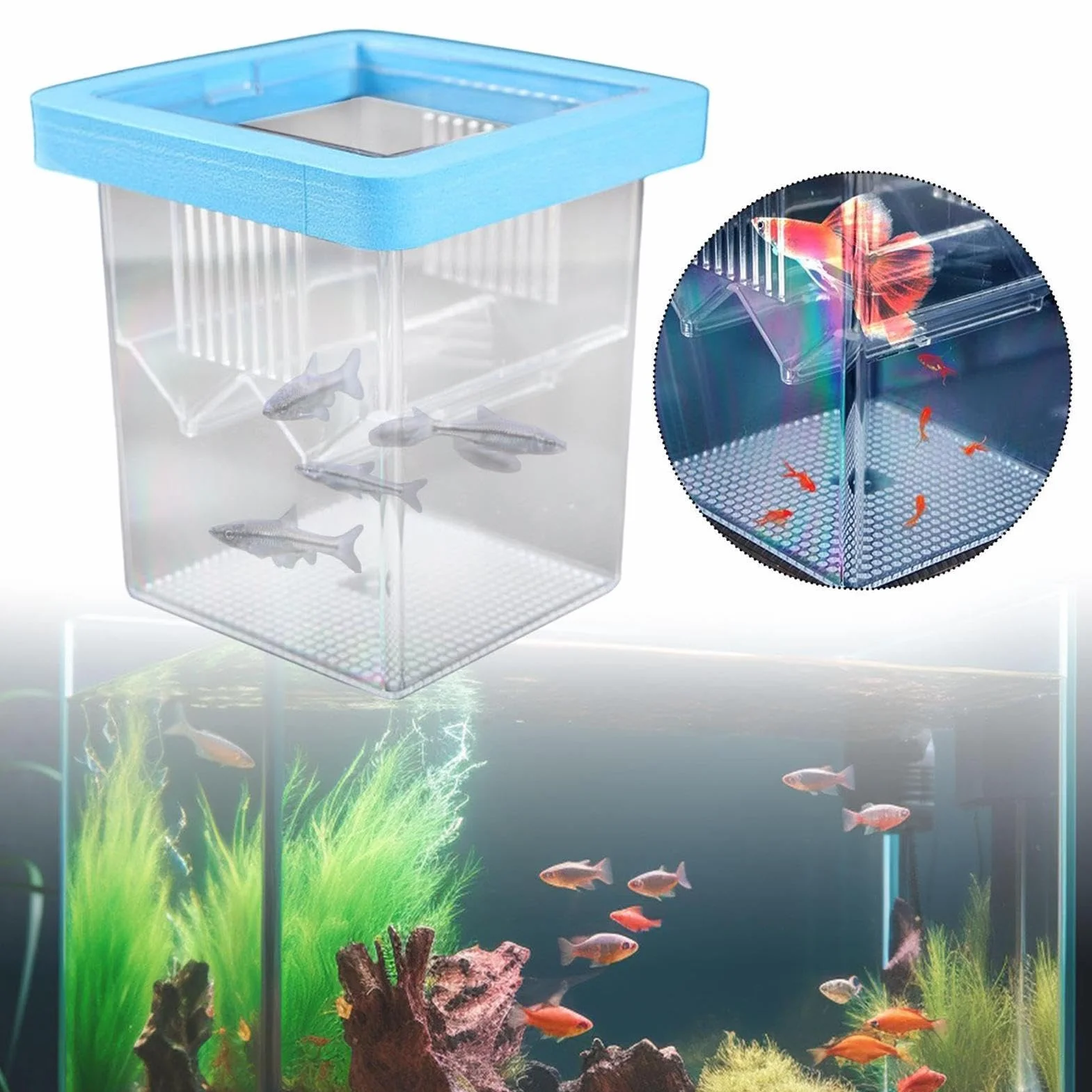 de Cría para Acuario,Incubadora Flotante pequeña acrílica para eclosión,Criadero de Peces - para Incubación Cuarentena Criadero Guppy Camarón Tortuga Agua Marina Hogar Oficina
