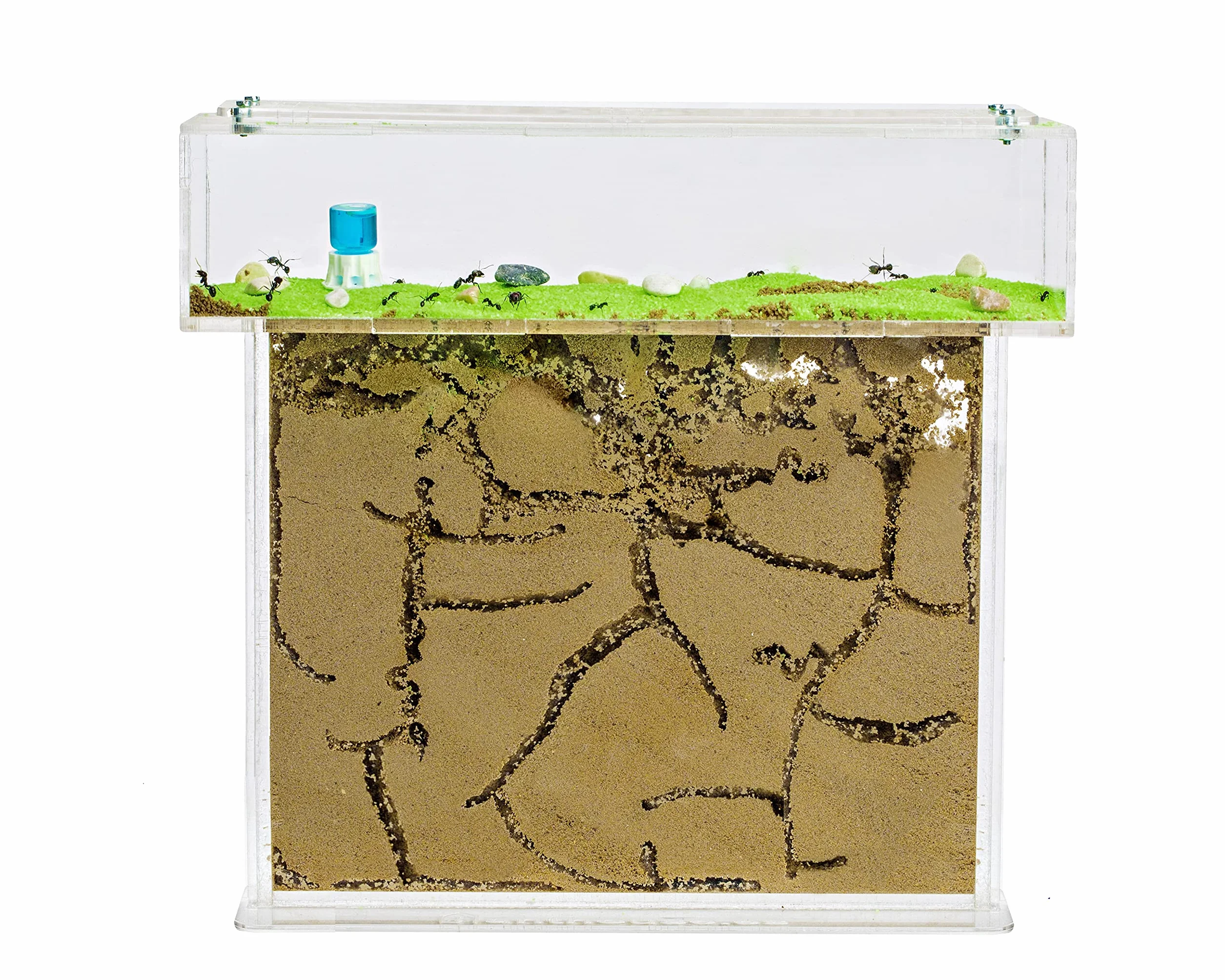 Anthouse.es - Kit Hormiguero Acrílico en Forma de T - Sándwich y Caja de Forrajeo - Hormiguero con Hormigas Vivas Incluidas - Hormiguero de25x20x1,5 cm – Transparente
