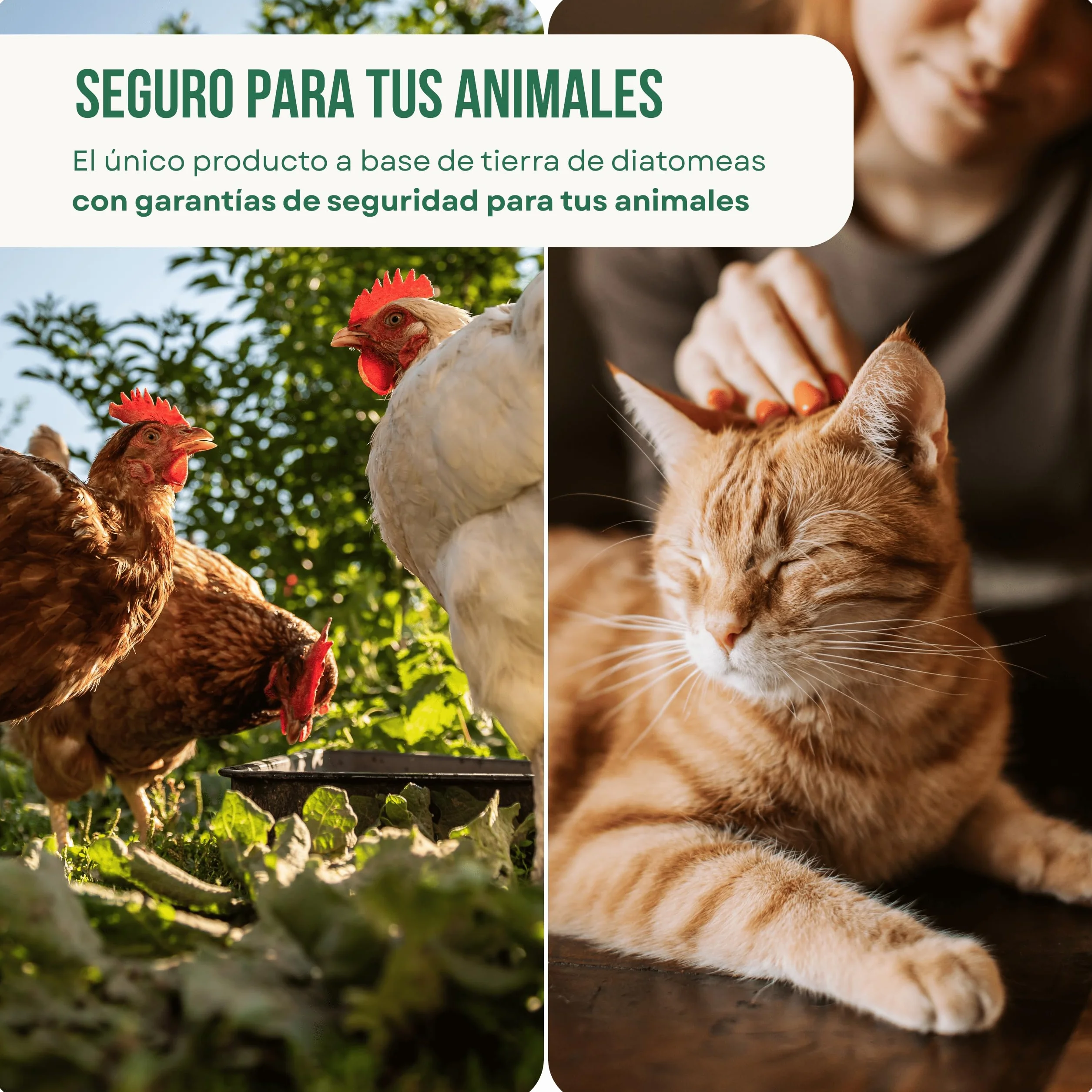 ECO Tierra de Diatomeas® Micronizada 5kg+1kg – Complemento mineral a base de Tierra de Diatomeas, Sin Calcinar, para Alimentación Animal – Seguridad, Calidad y Compromiso desde 2015