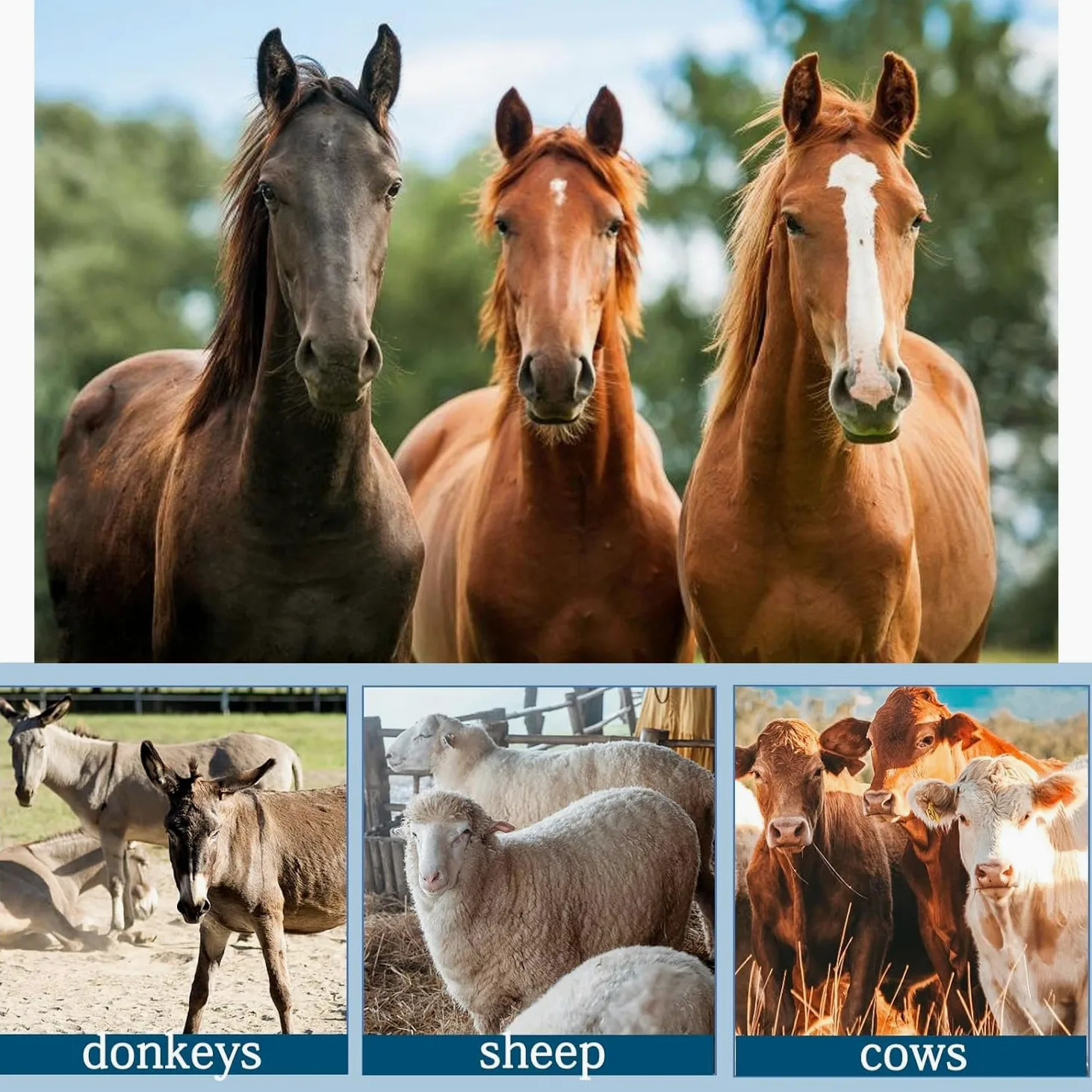 Farrier Tools, Alicates multifuncionales para Recortar pezuñas de 16", Recortadores de pezuñas Veterinarios Ajustables para Cabras, ovejas, Cerdos, Ganado Vacuno y Caballos