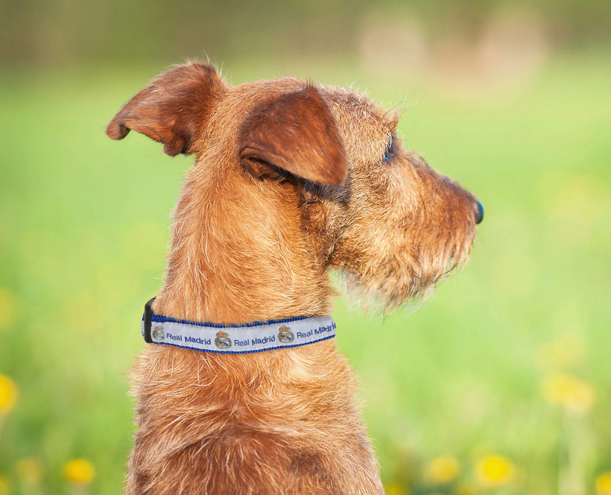 Pets First Collar Real Madrid MLS para Perro Grande Resistente Color del Equipo