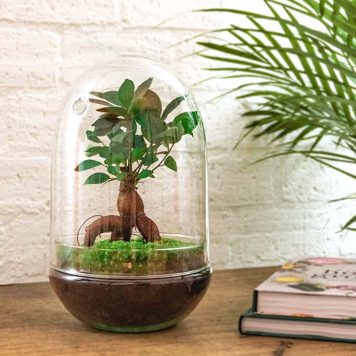 Terrario DIY de Cristal, Transparente, Ficus Bonsai, Ø 17.5x30 cm