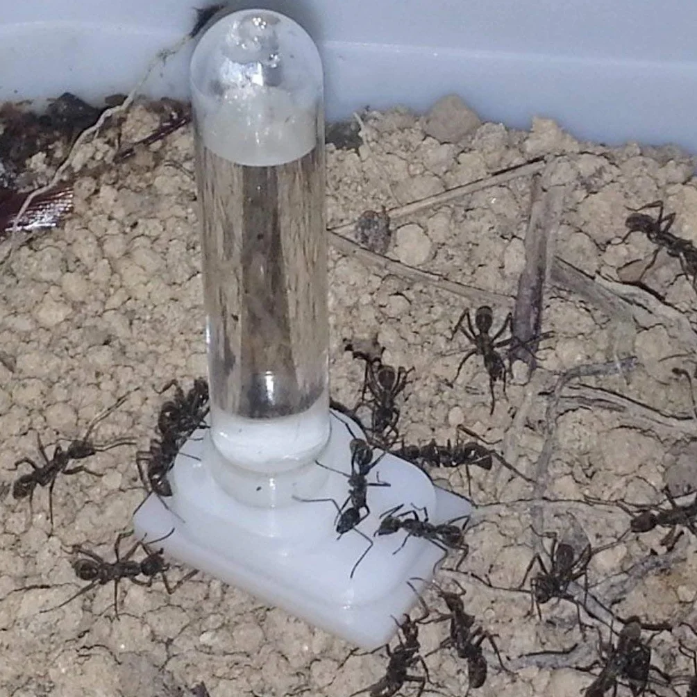 Dispensador de agua para hormigas, forma única de tubo, material acrílico, para colgar, uso interior, 3x2x6,5 cm, transparente, alimentado