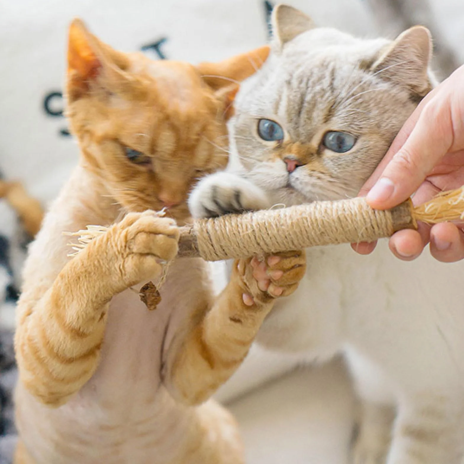 Palillos de Hierba gatera, Juguete para Gatos con Hierba gatera, Juguete Matatabi, Juguete para Masticar Gatos, Palillos para Masticar