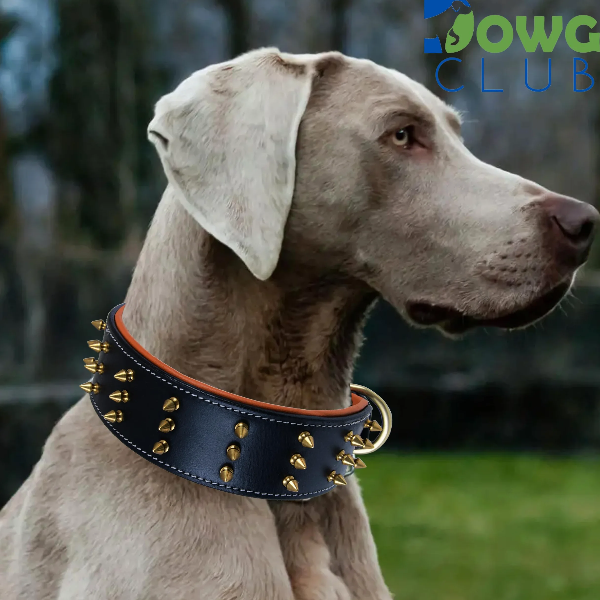 Collar de Cuero con Pinchos para Perros Grandes, Collar de 5 cm de Ancho para Perros Grandes, Collar de Perro Negro, auténtico, de Grano Completo, Resistente, cómodo, Acolchado, (L (para