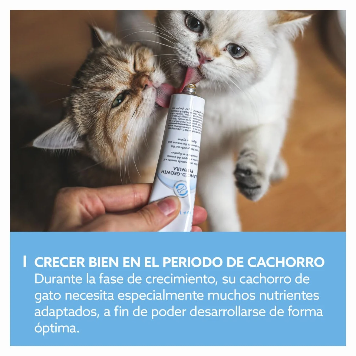GimCat EXPERT LINE Kitten Pasta para el Crecimiento de Gatitos desde 6 Semanas, Sin Azúcar, 50 g