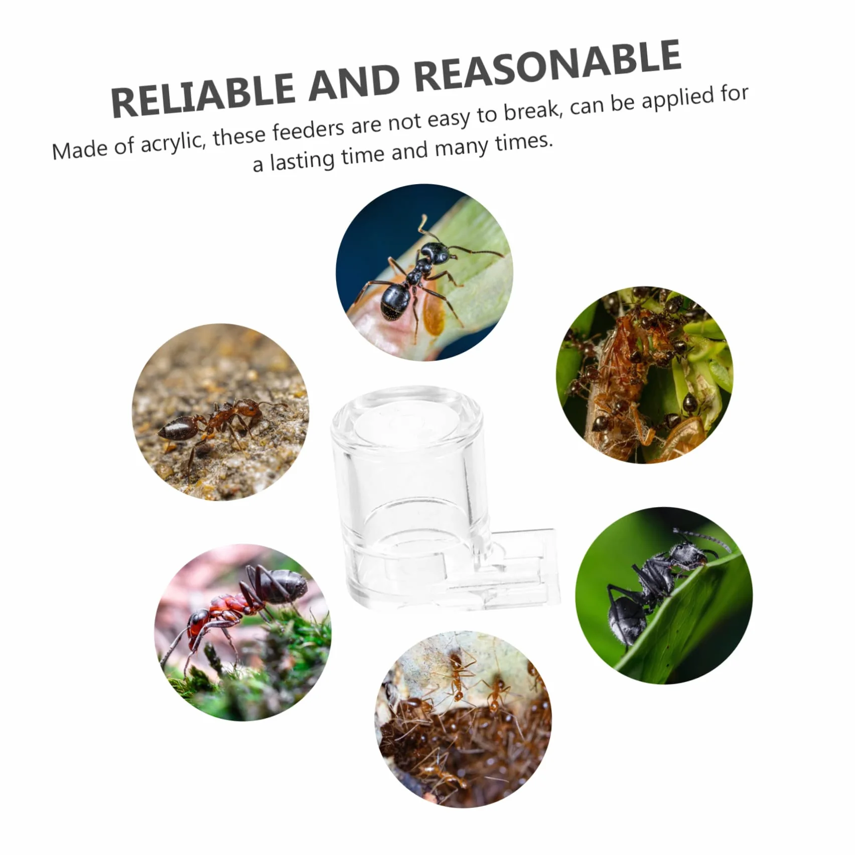 KOMBIUDA Botella de agua acrílica para hormigas y hormigas para granjas de hormigas y hormigas – Unidad de alimentación y caja de alimentación para hormigas, ideal para castillo de hormigas y nido de