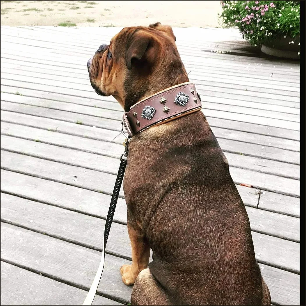 Bestia Azteca Collar para Perros Gris