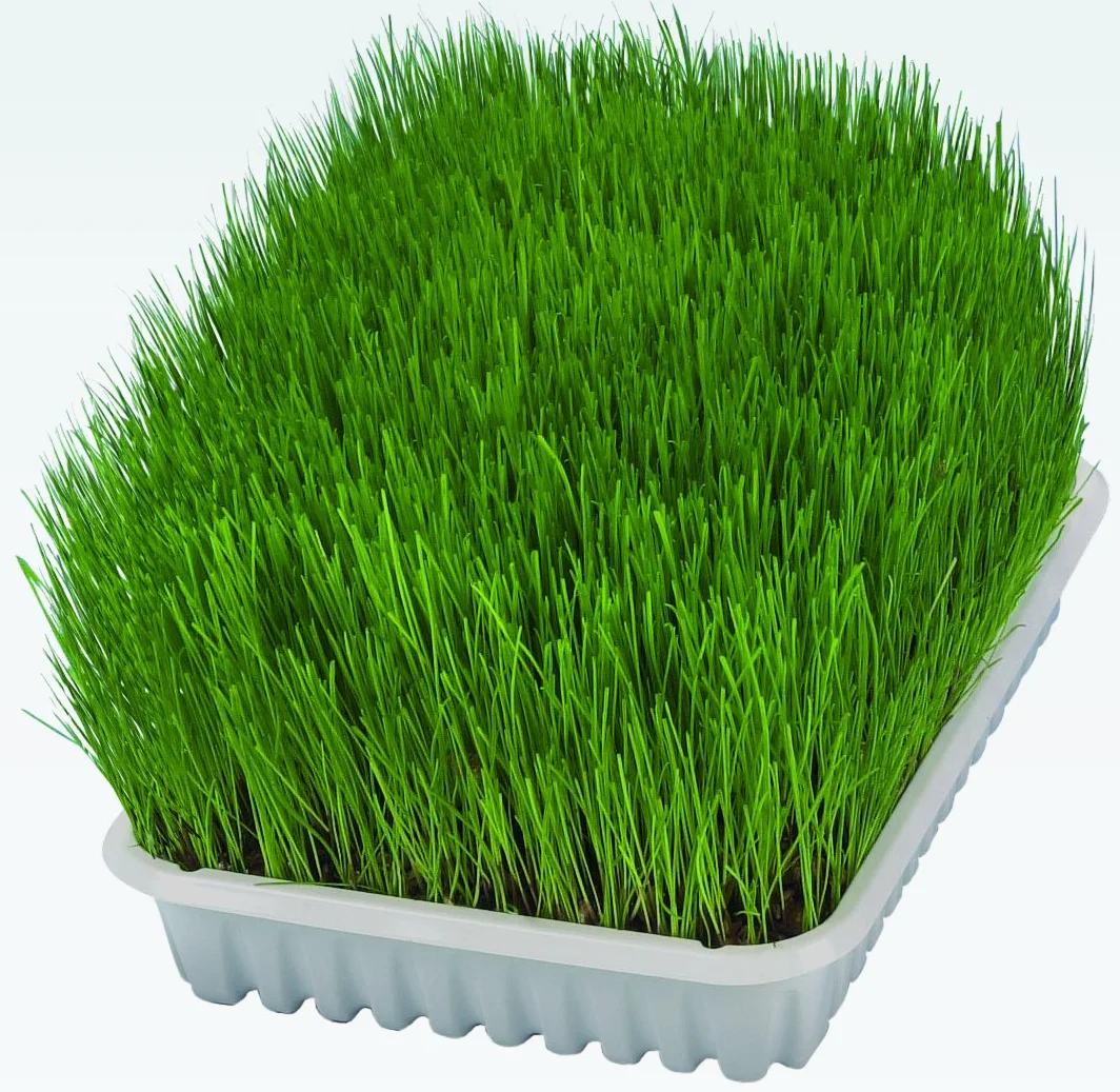 Trixie - Hierba Bio para Gatos en Bandeja, 100 g, Semillas de Césped Natural de Crecimiento Rápido, Ayuda a la Digestión y Eliminación de Bolas de Pelo