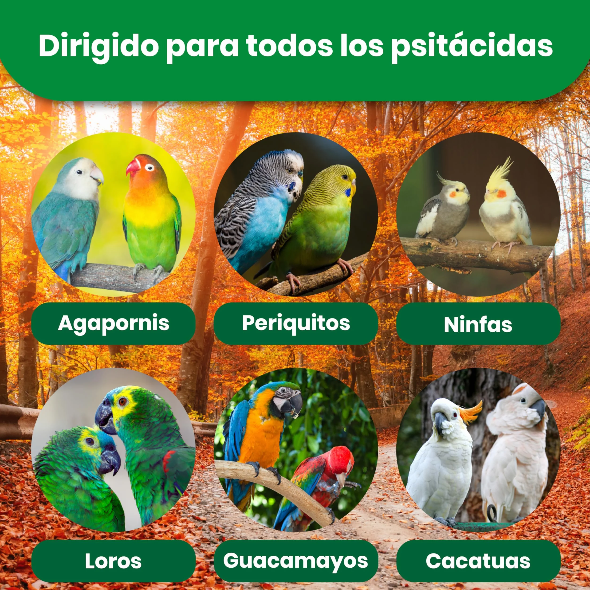 Alimento para Aves Psitácidas 600G, Comida Agapornis, Comida Periquitos, Ninfas, Loros... con Ingredientes Naturales, Alimento para Pajaros Psitácidas Extrusionado Completo y Equilibrado