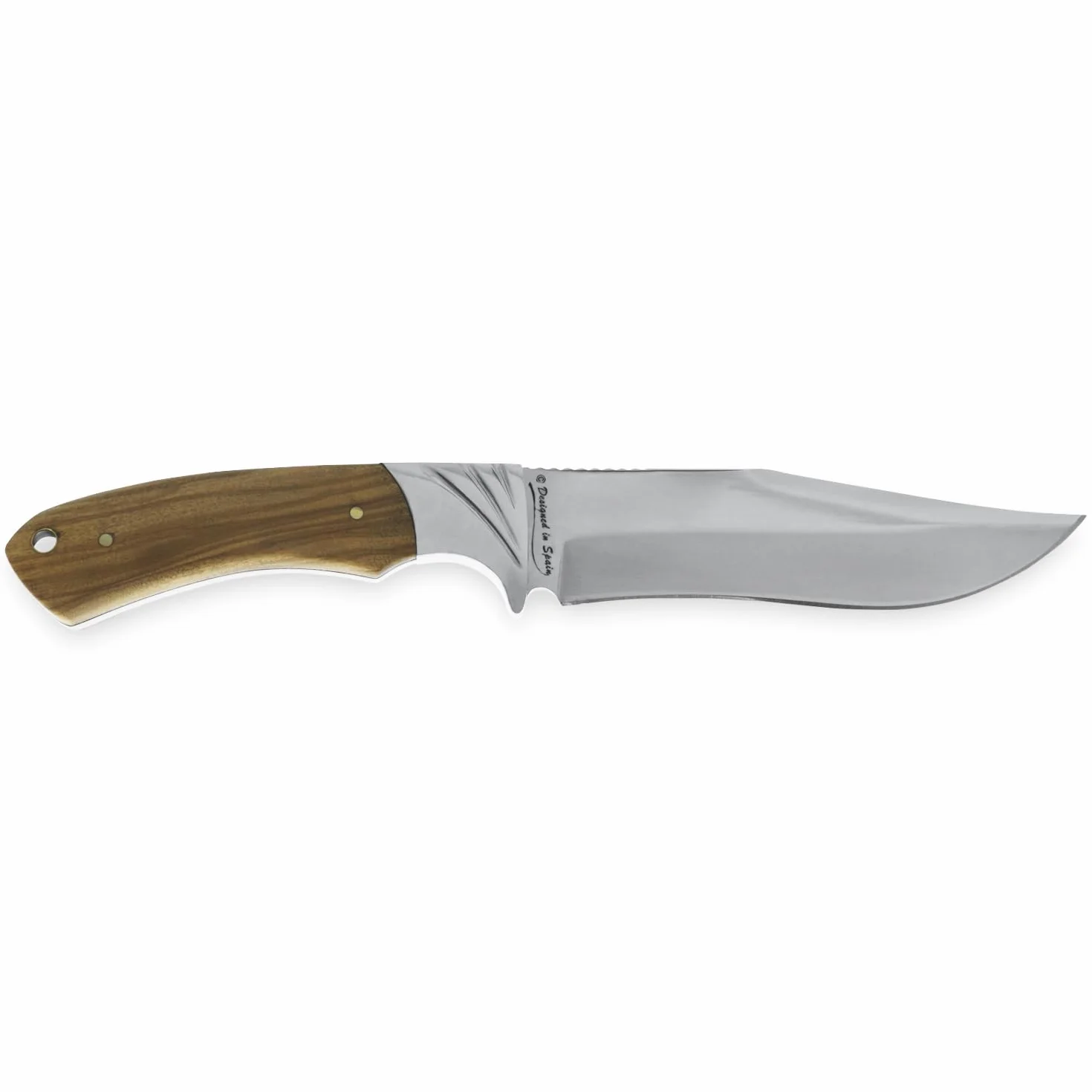 iFIELD Cuchillo de caza Camper EL29014, mango Olivo, hoja 14 cm, total 26 cm, virola acero, funda piel marrón