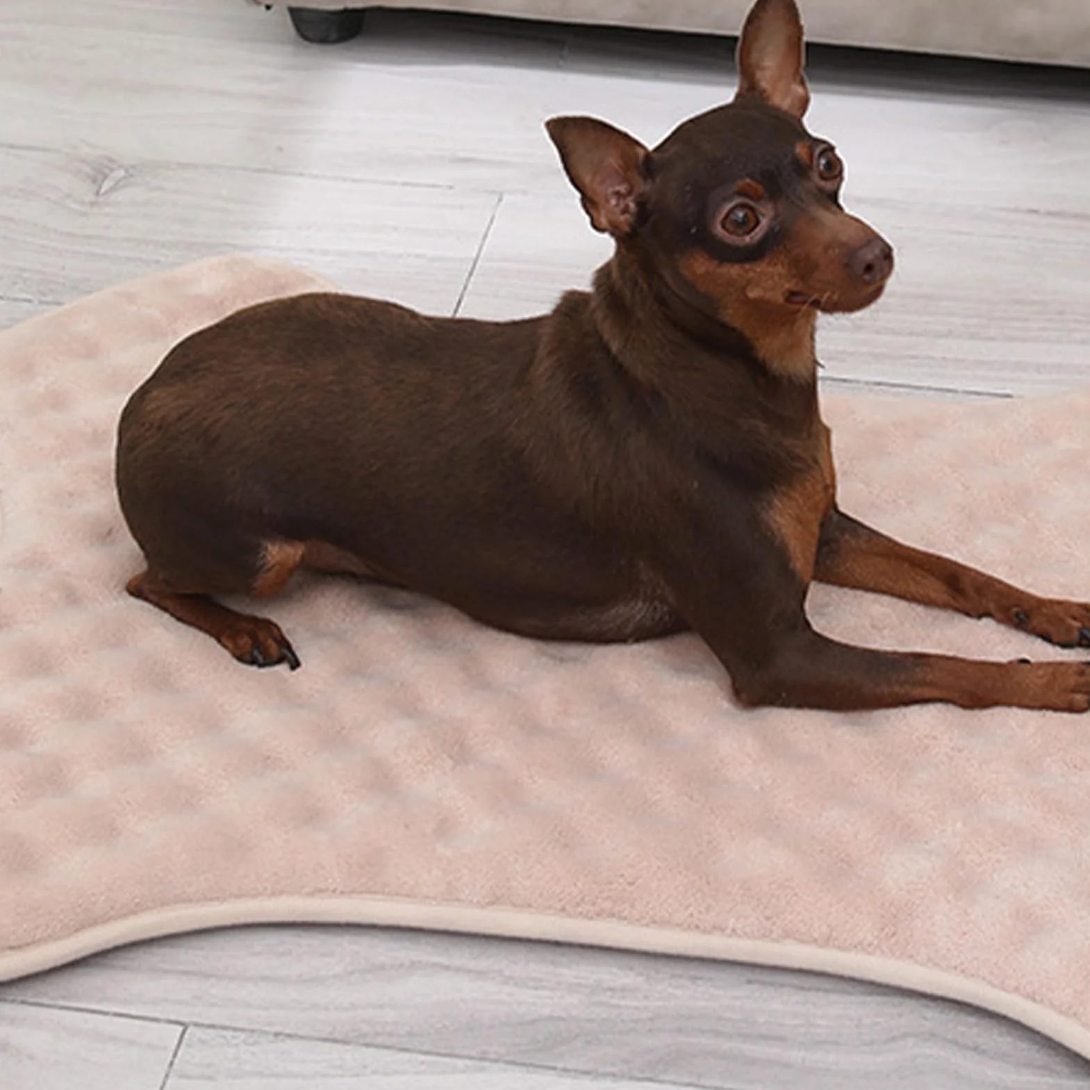 Generisch Caja para Perros, Cama Indestructible para Perros, colchón Lavable a máquina, Forma de Hueso Dulce, sin deslizamientos, Cama para Perros Resistente a Masticar, para cumpleaños