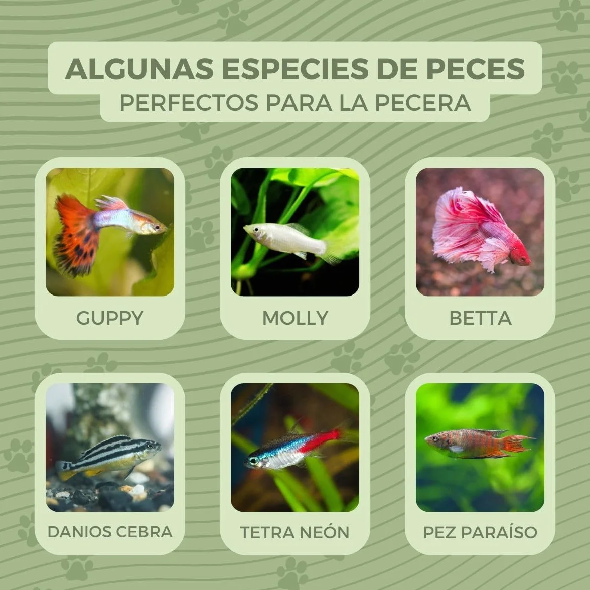 Mobiclinic® Pets, Pecera pequeña, Nemo, 4 litros, Plástico Pet Eco, Redonda, Diseño Transparente, 20x20x17, 5cm, Fácil Limpieza, Resistente, Ideal para decoración del hogar, Hierbas acuáticas