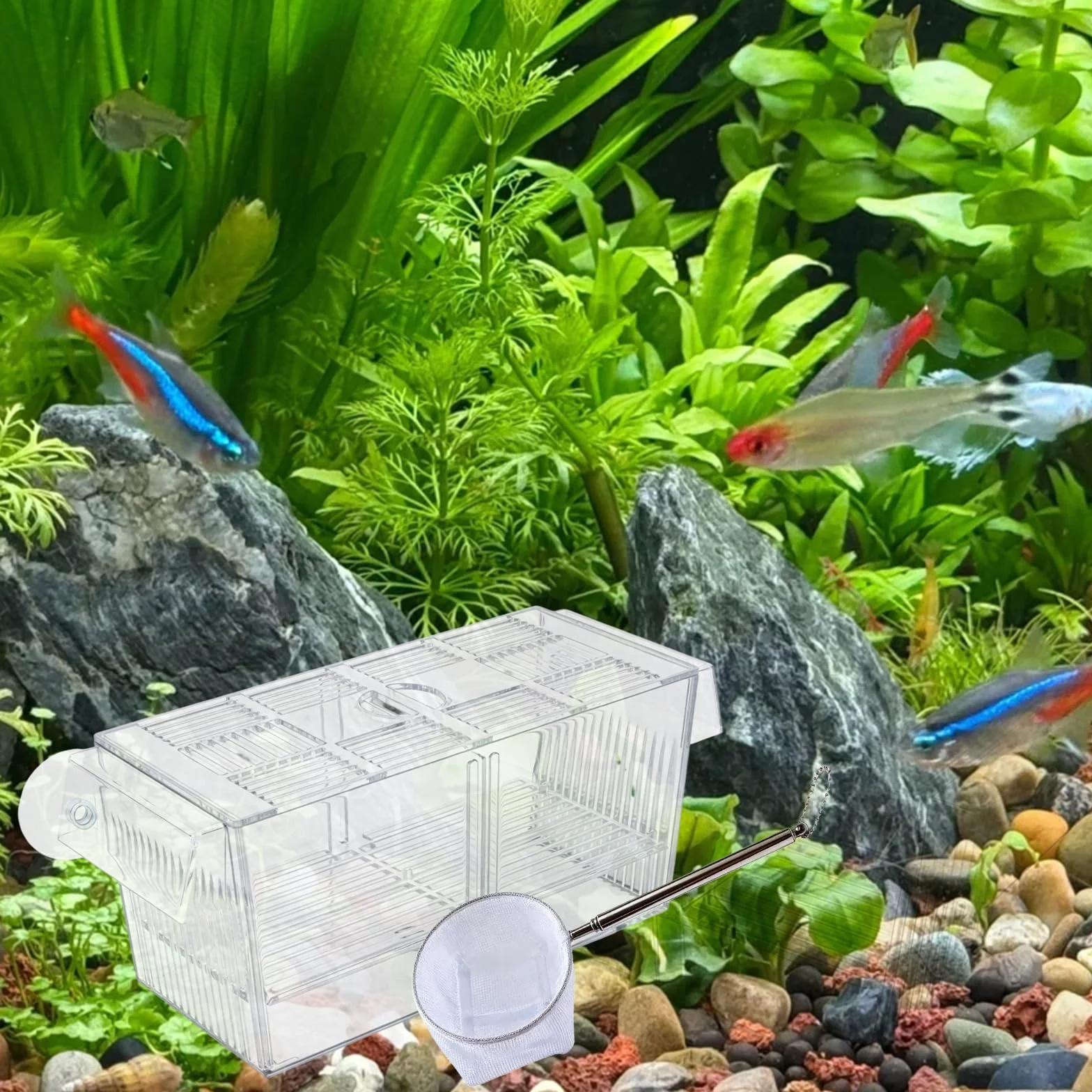 Caja de desove para acuario, grande, con red de sellado de peces, tanques de cultivo de acrílico para acuarios, diseño de dos cámaras, para peces bebés, camarones, Betta Guppy, peces payaso
