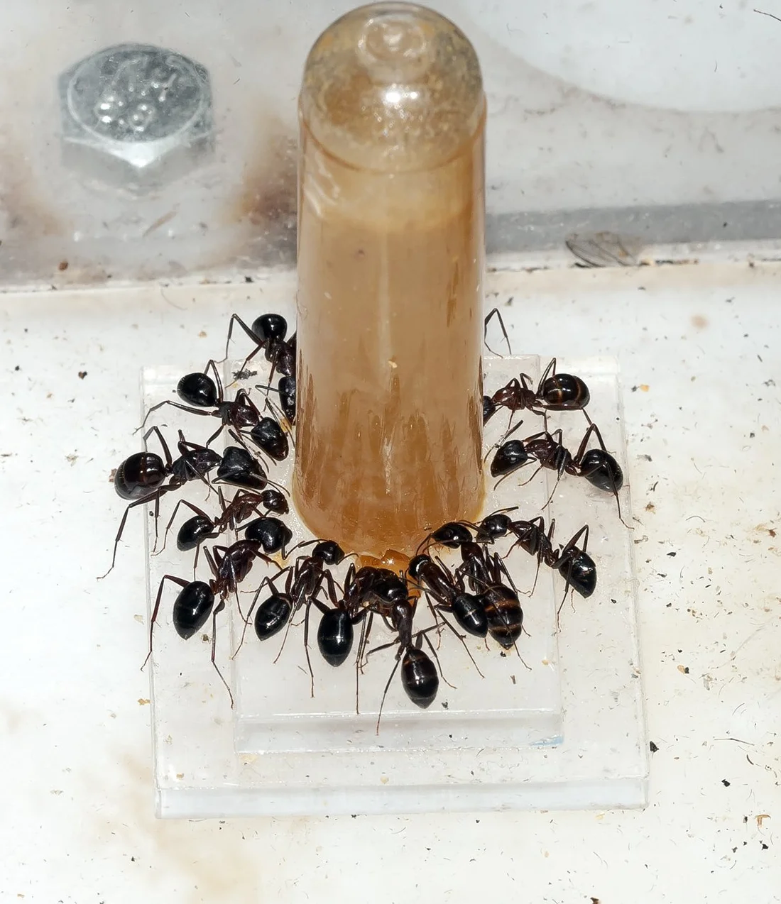 Anthouse - Jarabe para Hormigas - Néctar Alimenticio para Hormigas