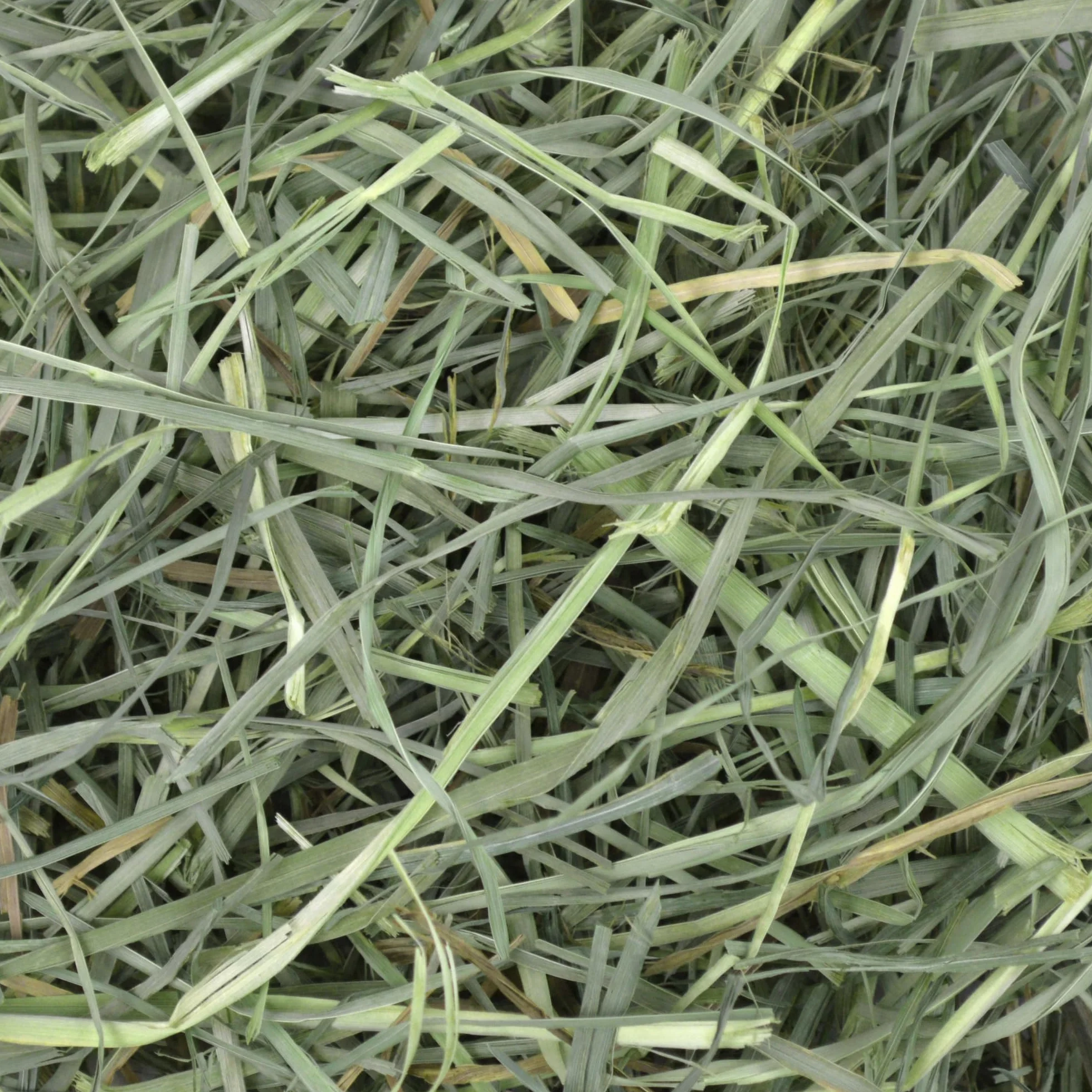 Orchard Grass Heno para Mascotas pequeñas Oxbow, 1,13 kg