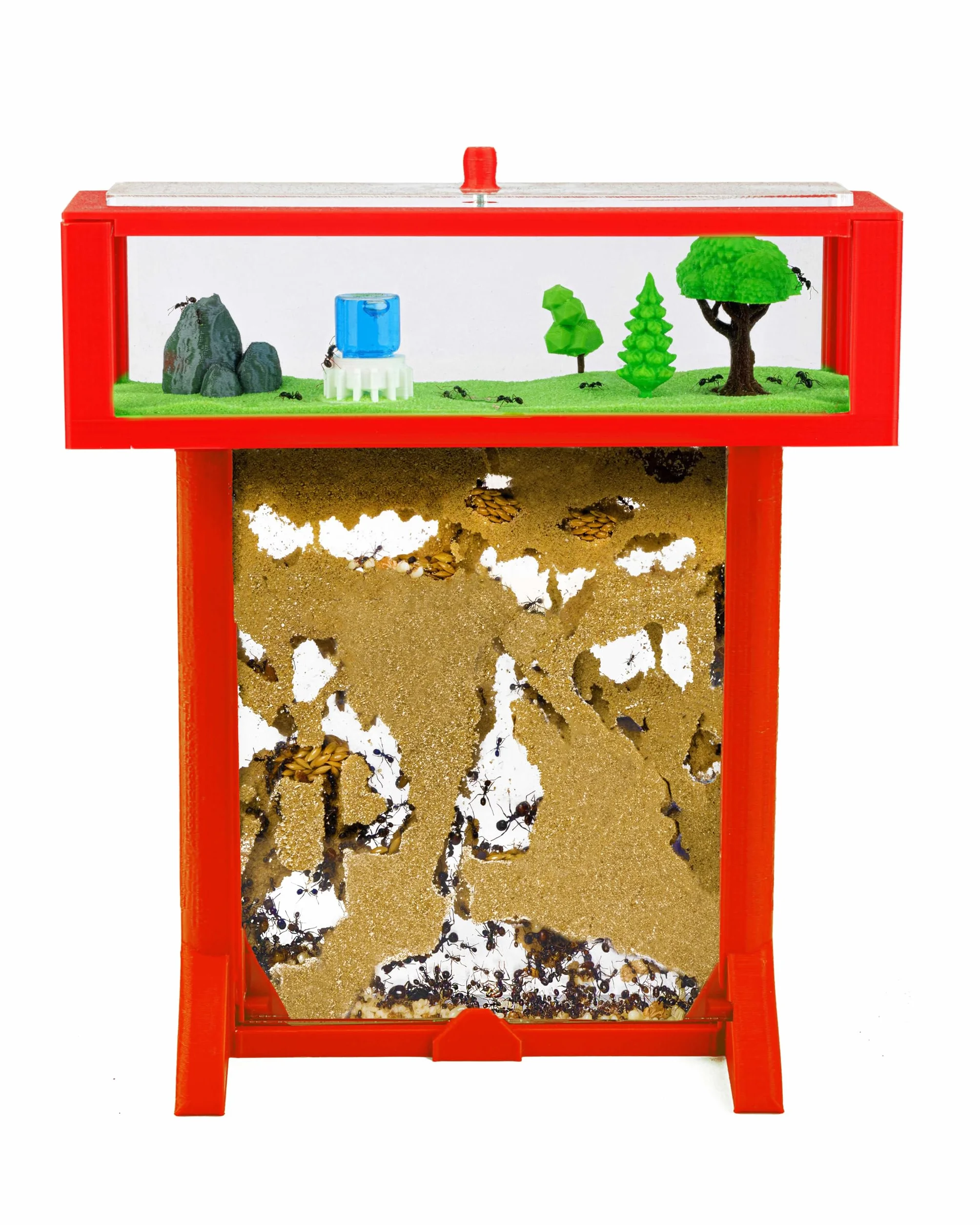 Anthouse.es - Kit Hormiguero Acrílico de Arena en Forma de T 3D - Sándwich y Caja de Forrajeo - Hormiguero con Hormigas Vivas Incluidas (Reina, Obreras, Huevos y Larvas) - Color Rojo