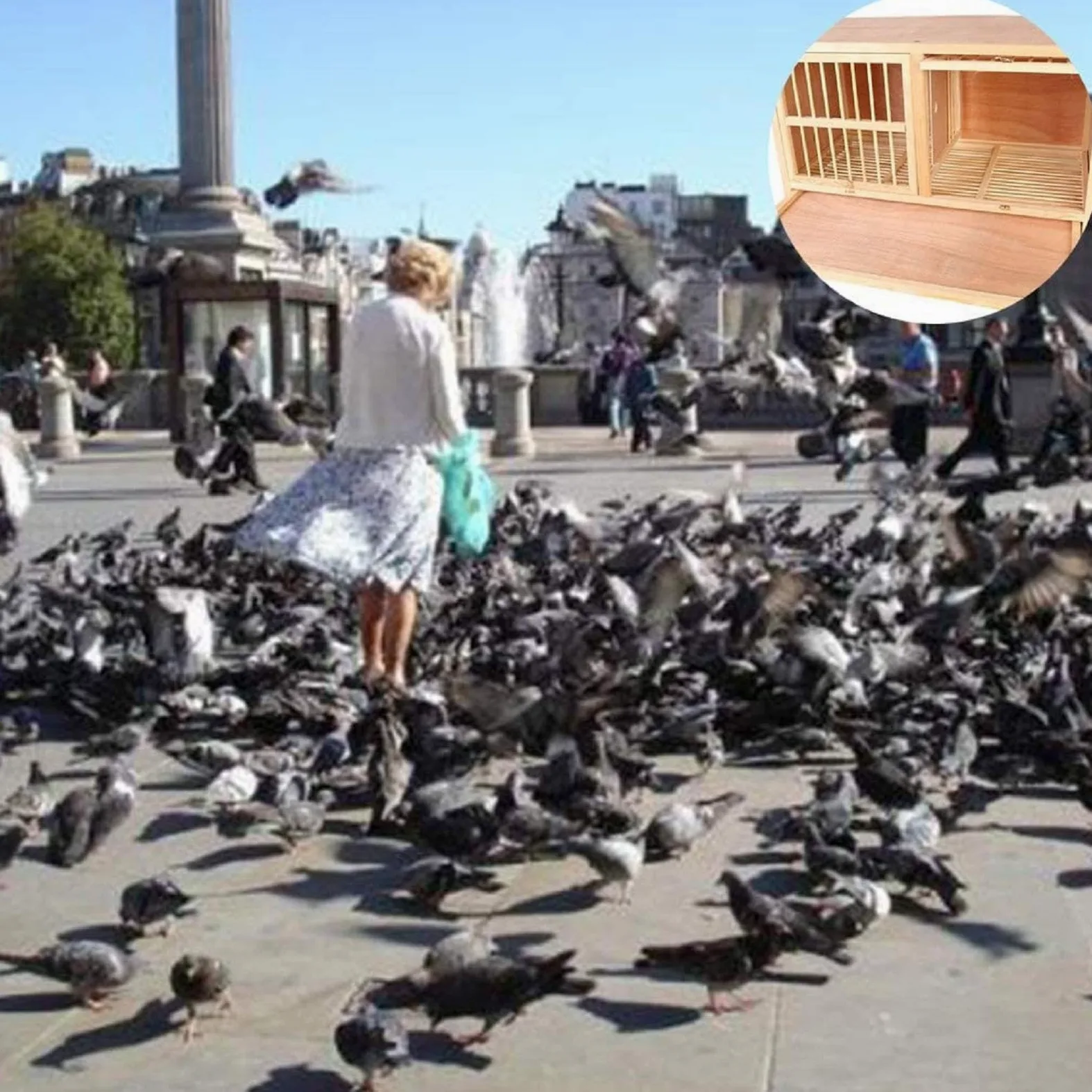 Jaula de pájaros de madera maciza para palomas con perno giratorio para puerta, ideal para emparejamiento y suministros de carreras